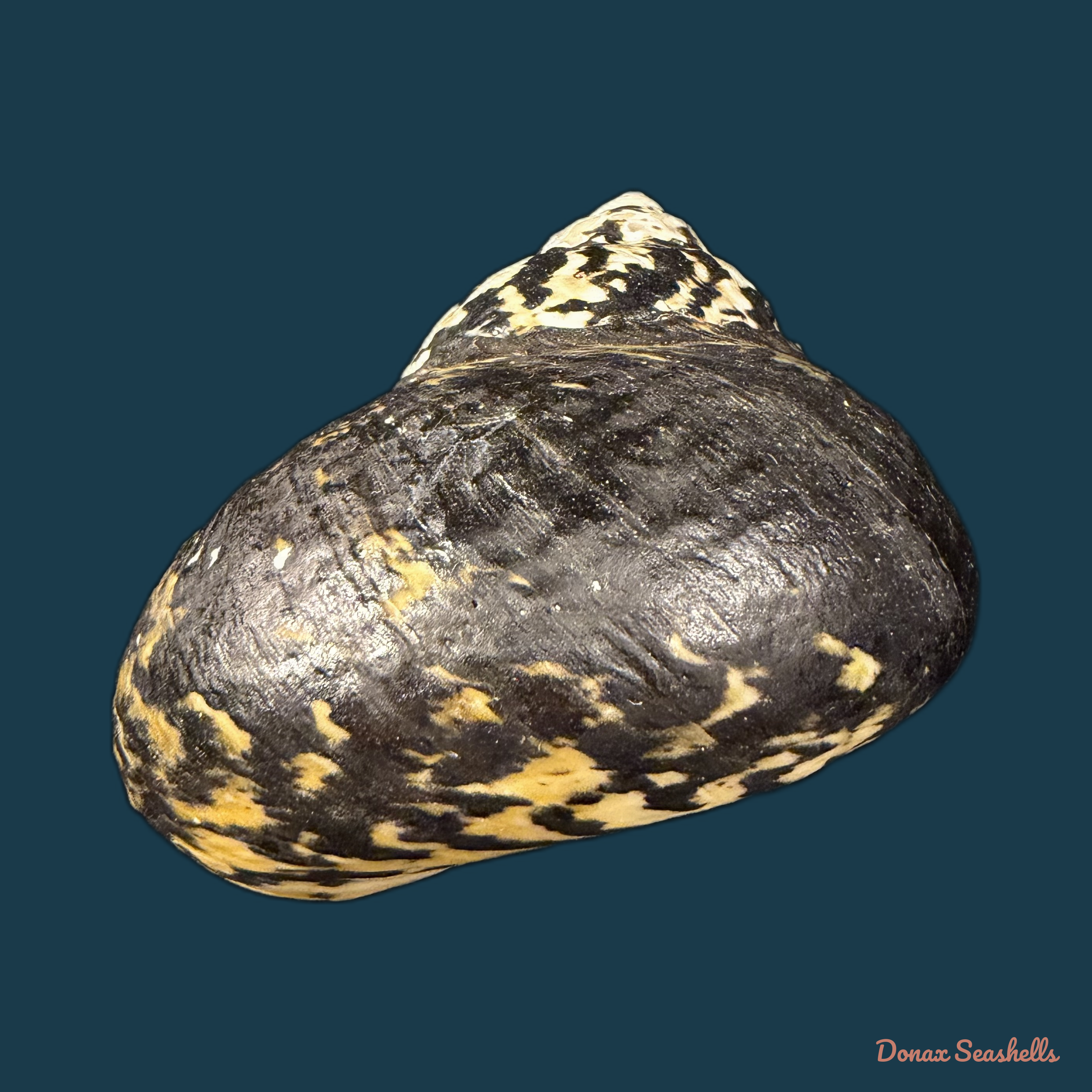 Cittarium pica (Linnaeus, 1758) - 86,2mm