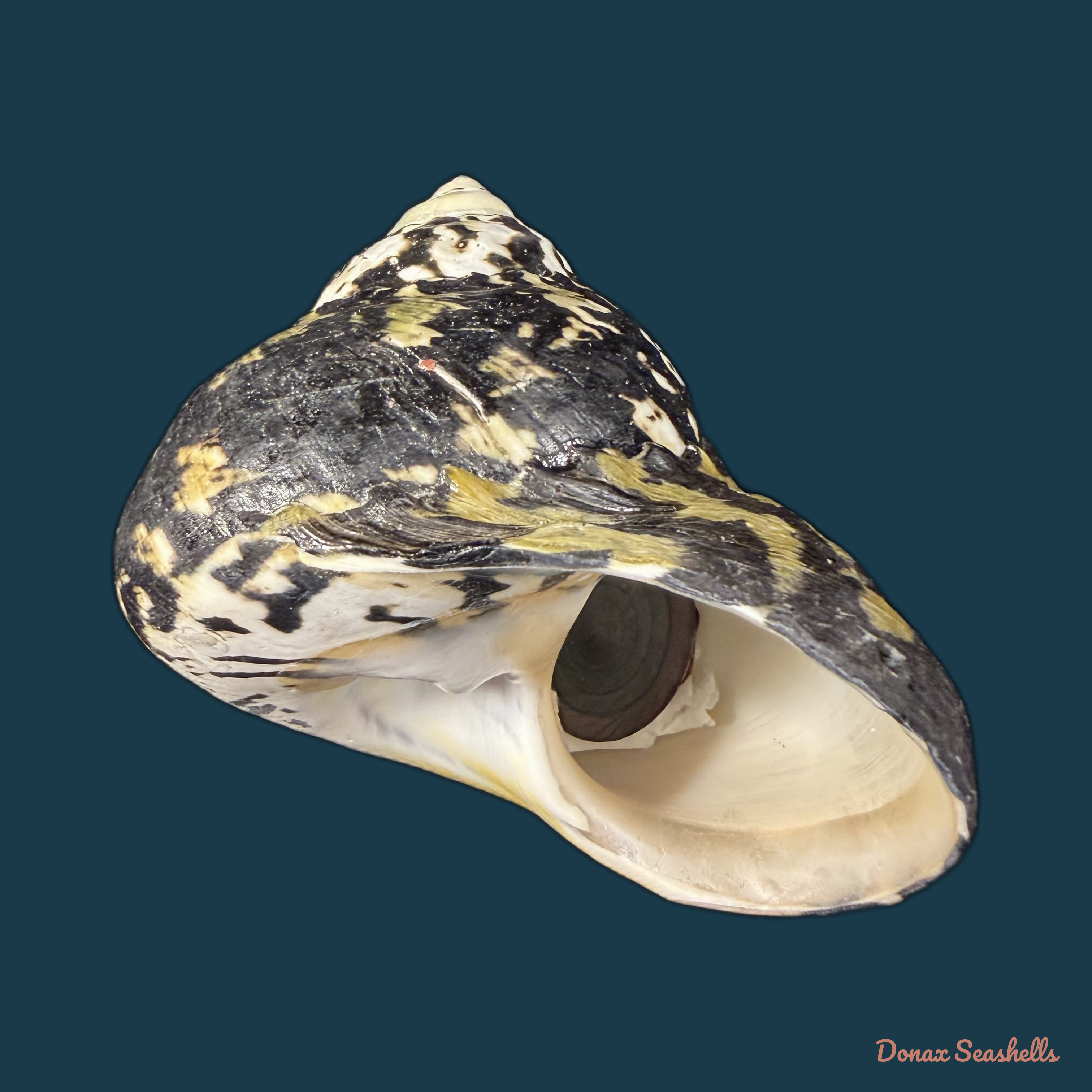 Cittarium pica (Linnaeus, 1758) - 86,2mm