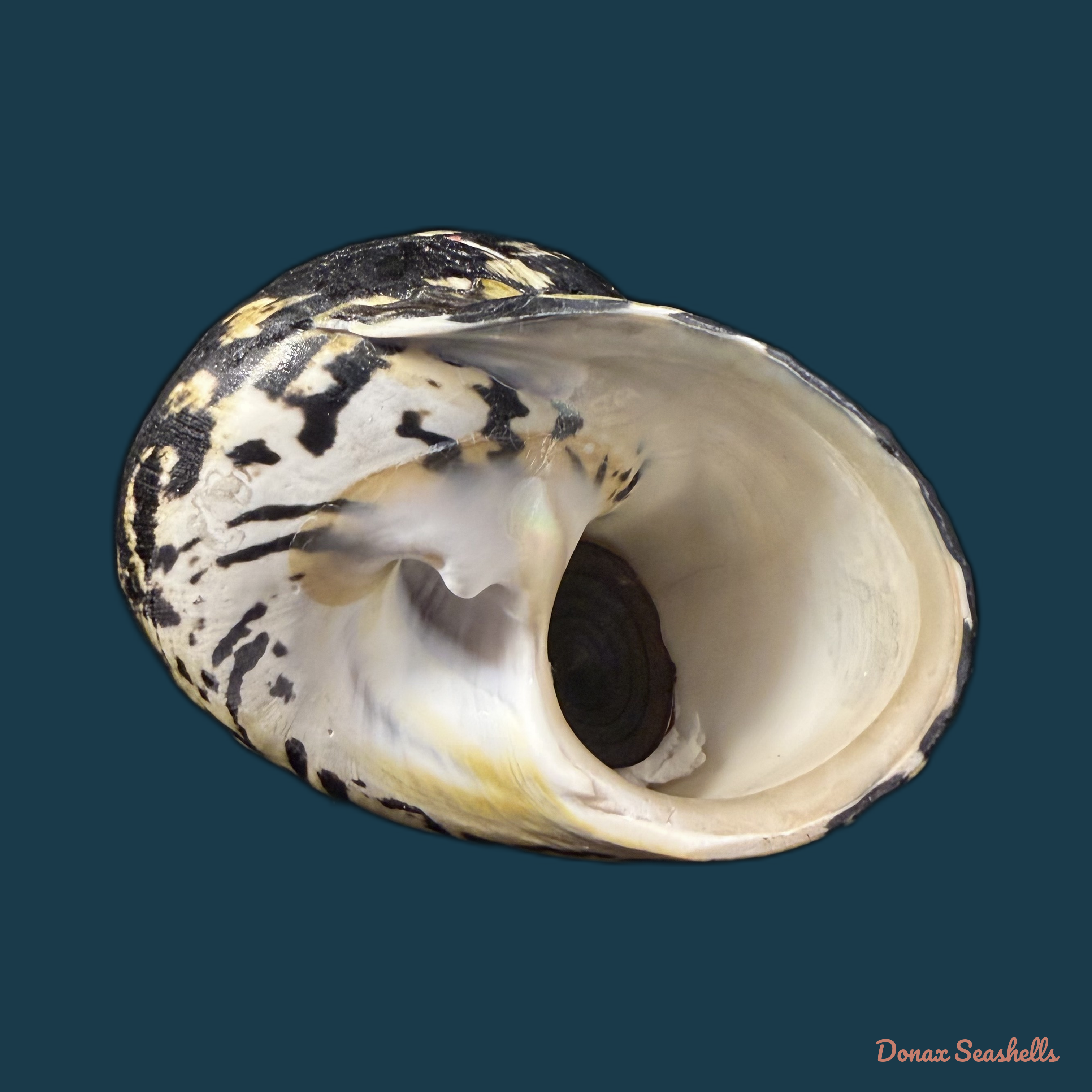 Cittarium pica (Linnaeus, 1758) - 86,2mm