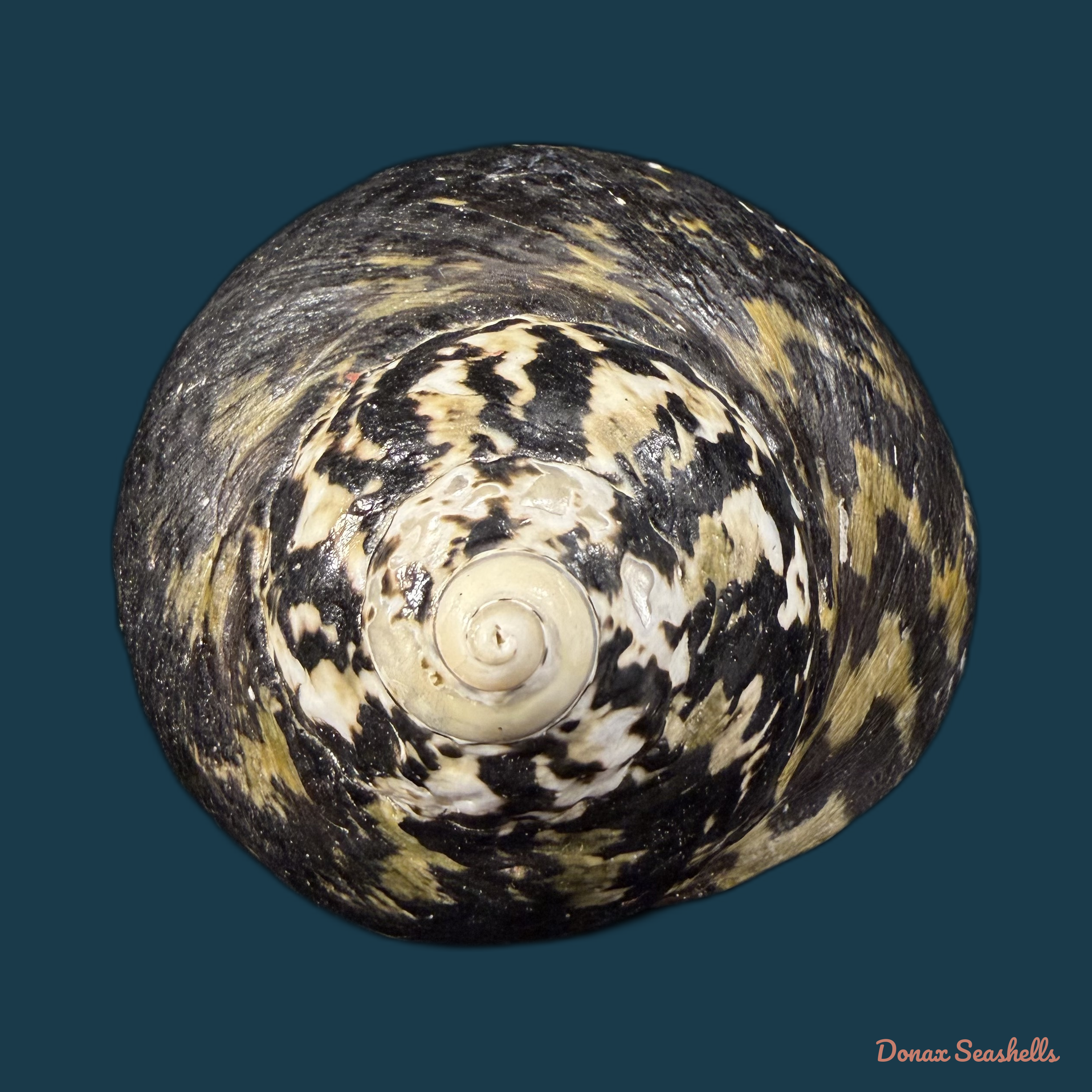 Cittarium pica (Linnaeus, 1758) - 86,2mm