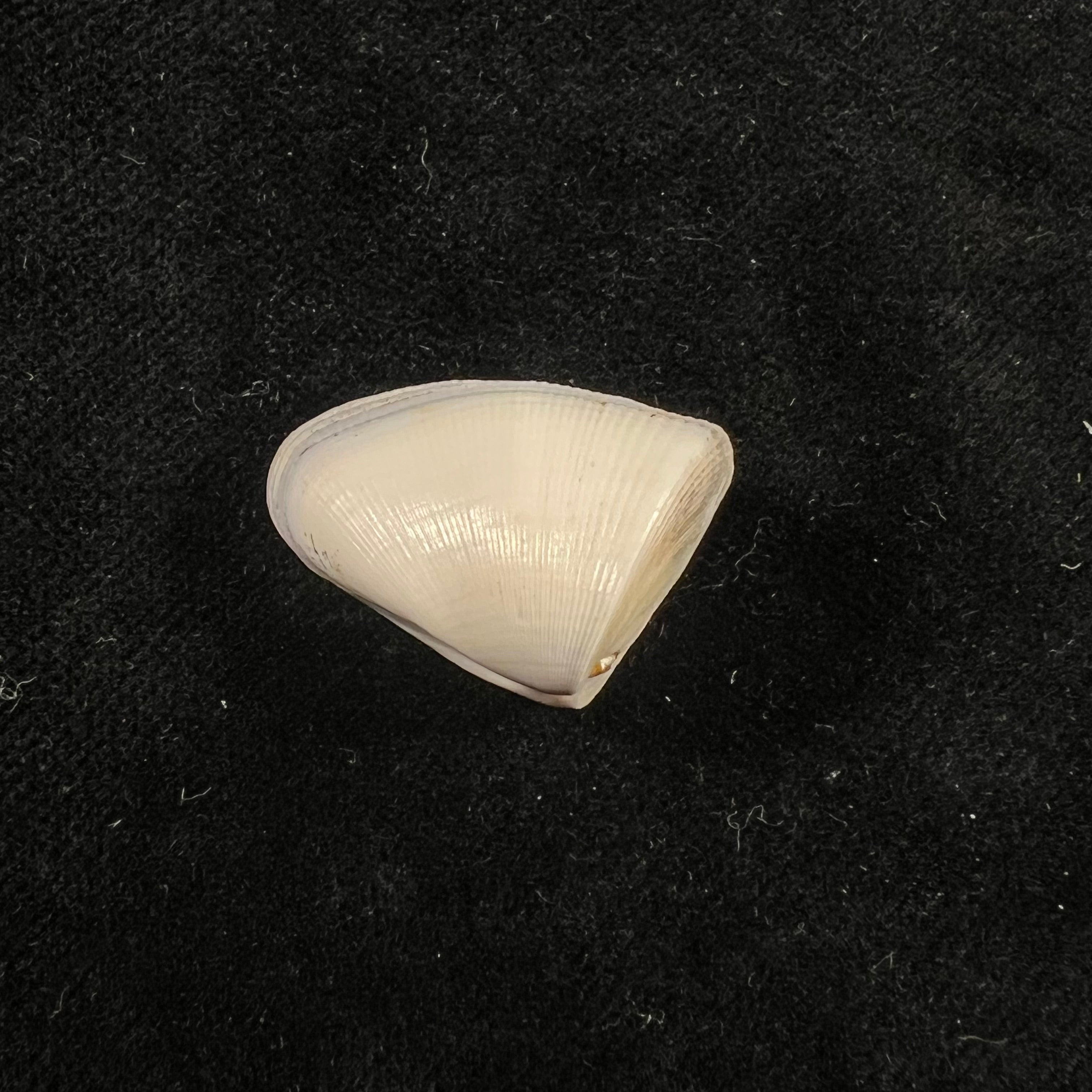 Donax striatus Linnaeus, 1767 - 25,3mm