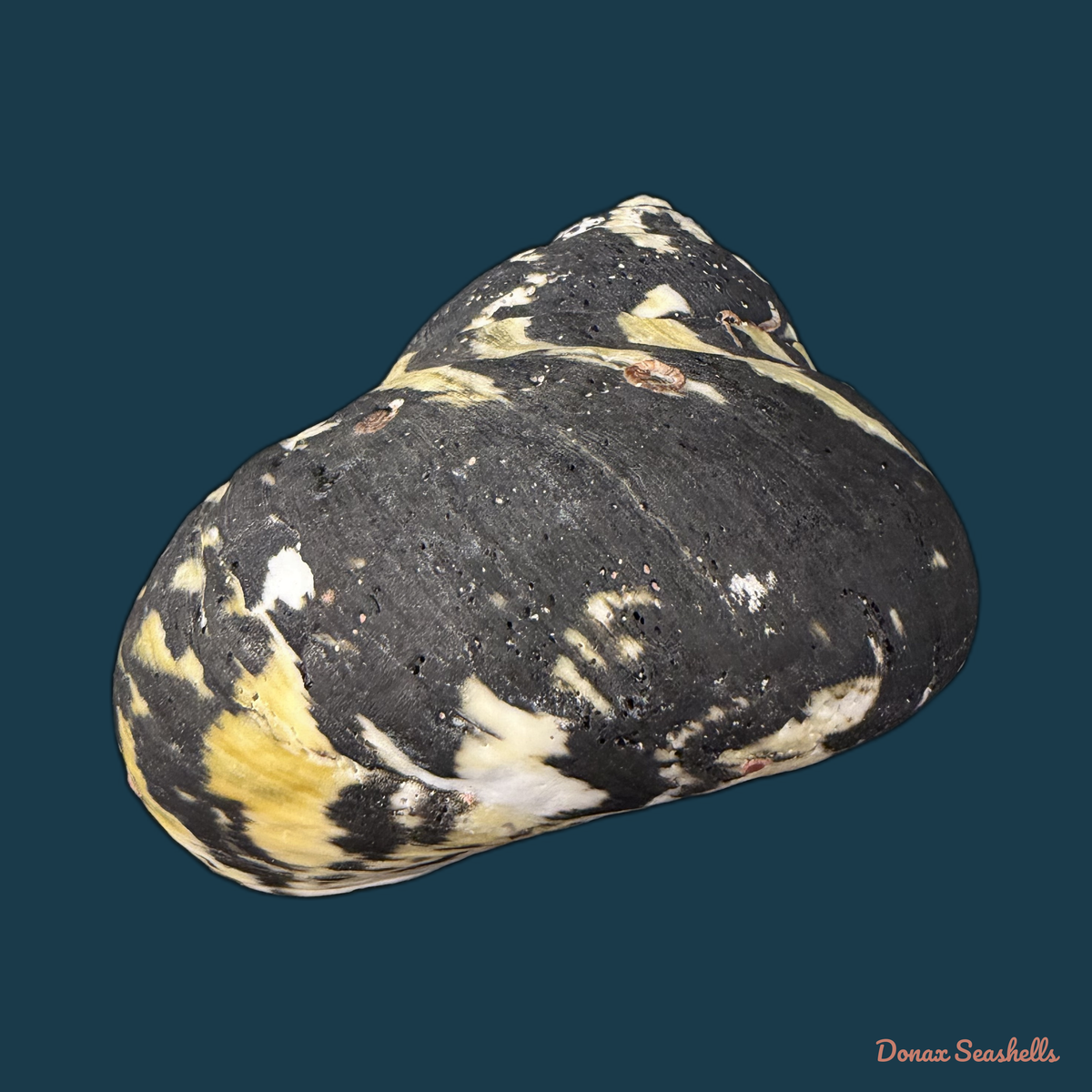 Cittarium pica (Linnaeus, 1758) - 81,4mm