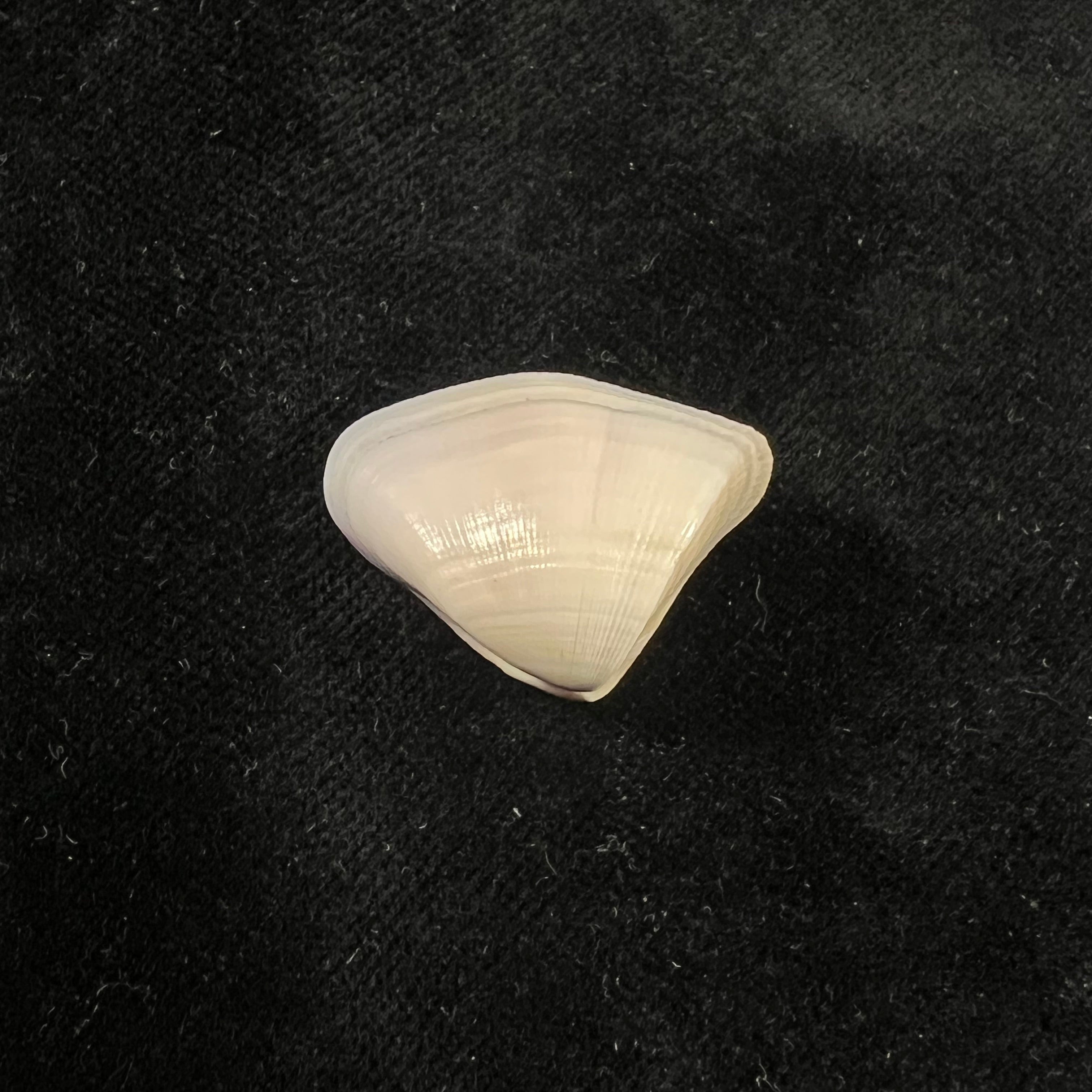 Donax striatus Linnaeus, 1767 - 25,5mm