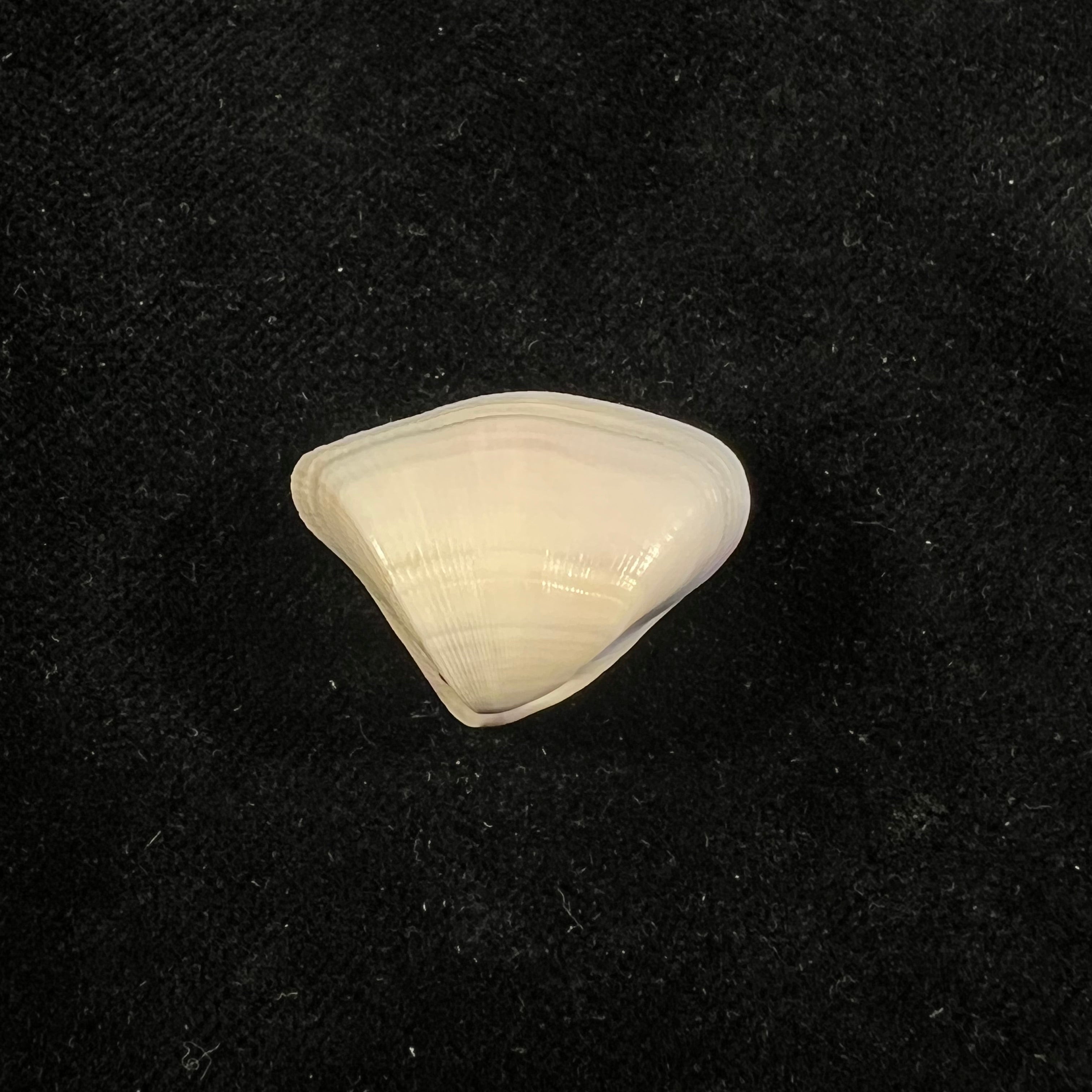 Donax striatus Linnaeus, 1767 - 25,5mm