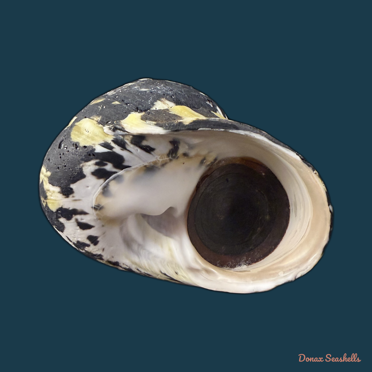 Cittarium pica (Linnaeus, 1758) - 81,4mm