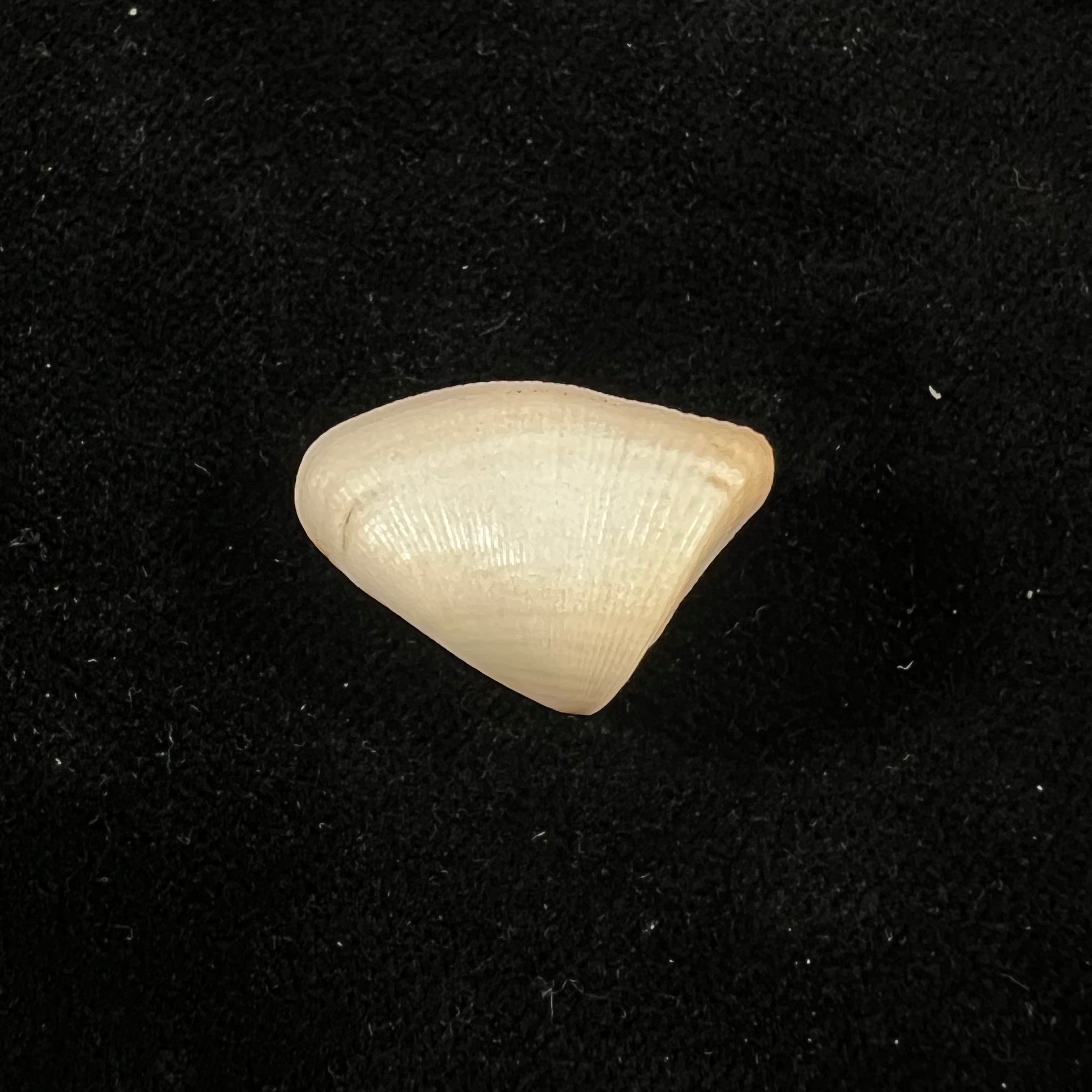 Donax striatus Linnaeus, 1767 - 23,6mm