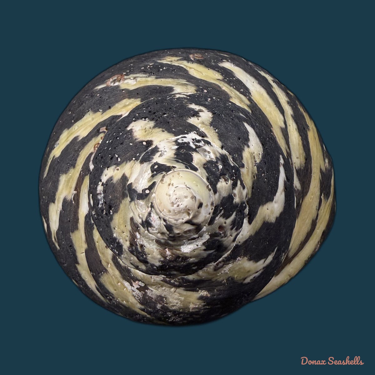 Cittarium pica (Linnaeus, 1758) - 81,4mm