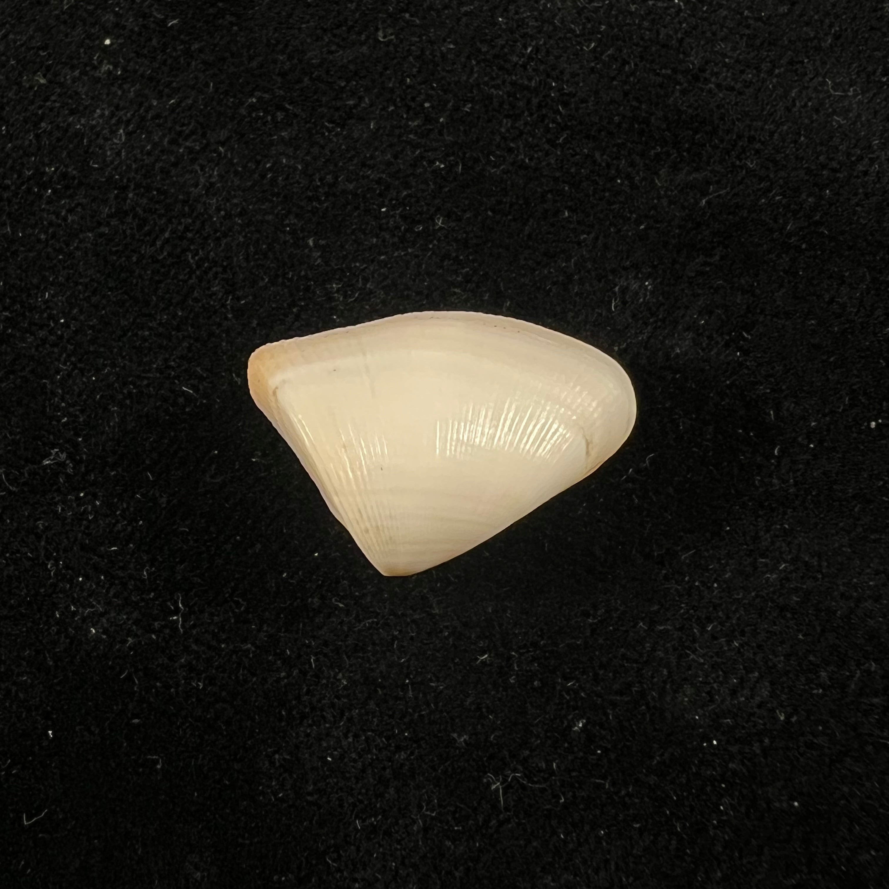 Donax striatus Linnaeus, 1767 - 23,6mm