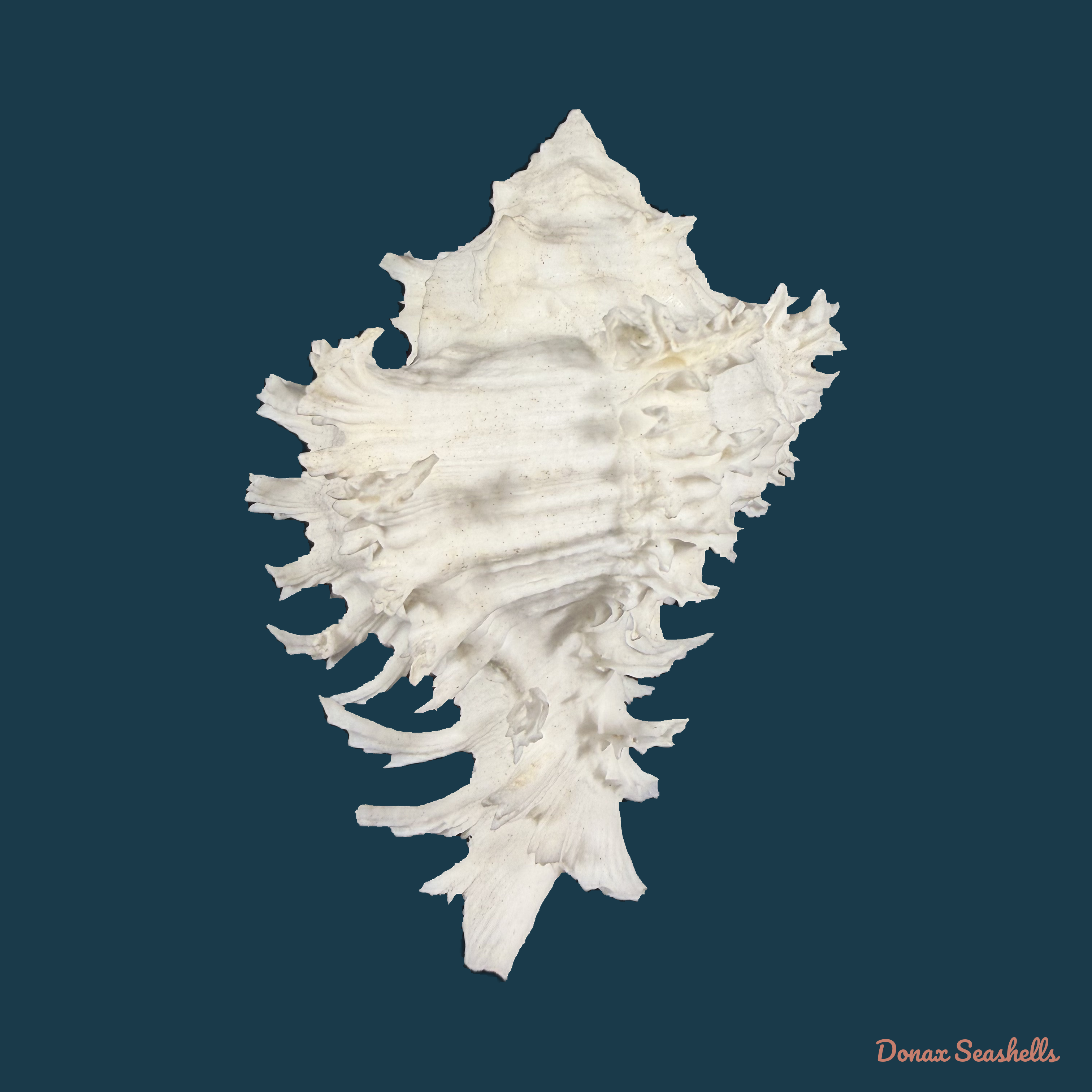 Hexaplex cichoreum (Gmelin, 1791) - 78,3mm
