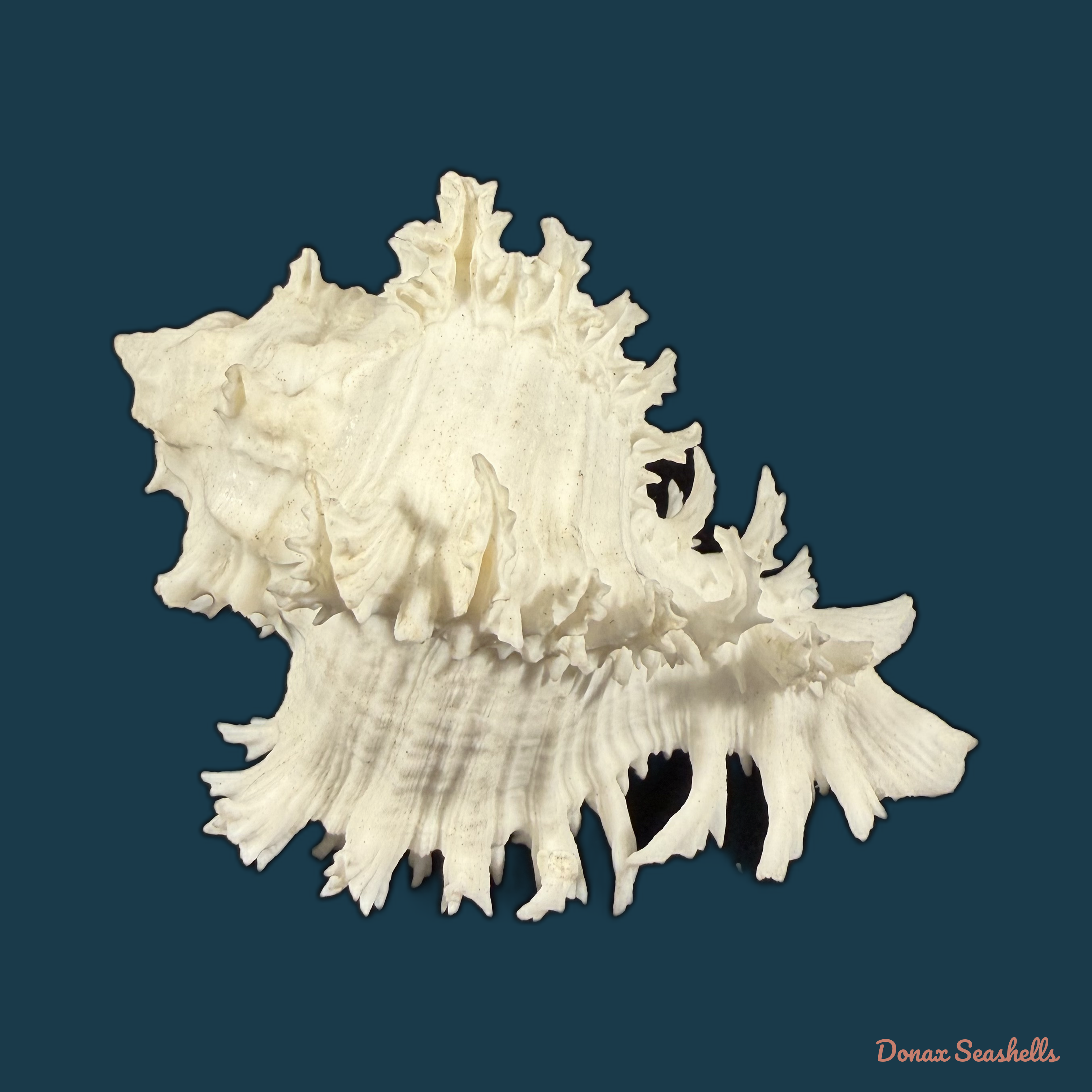 Hexaplex cichoreum (Gmelin, 1791) - 78,3mm
