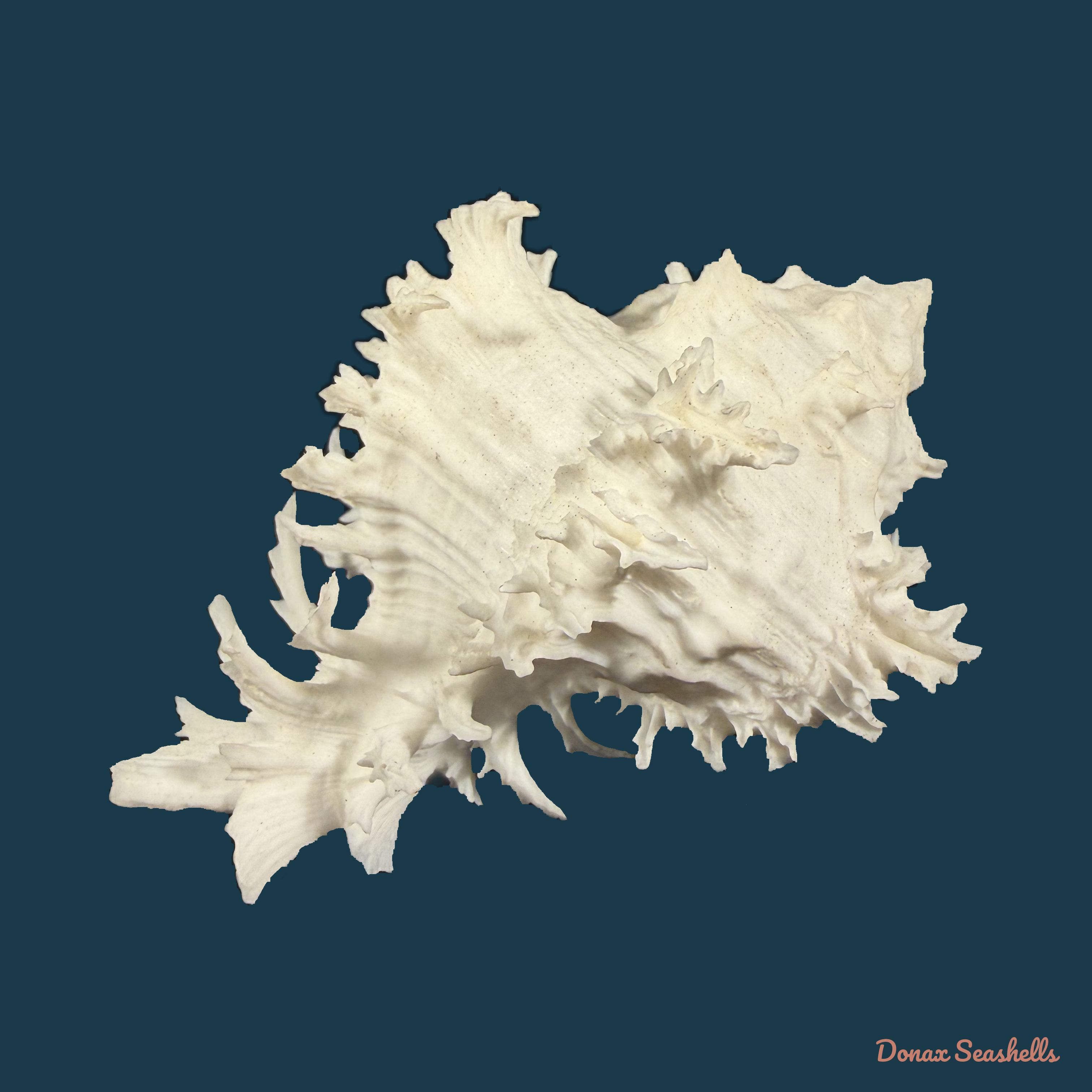 Hexaplex cichoreum (Gmelin, 1791) - 78,3mm