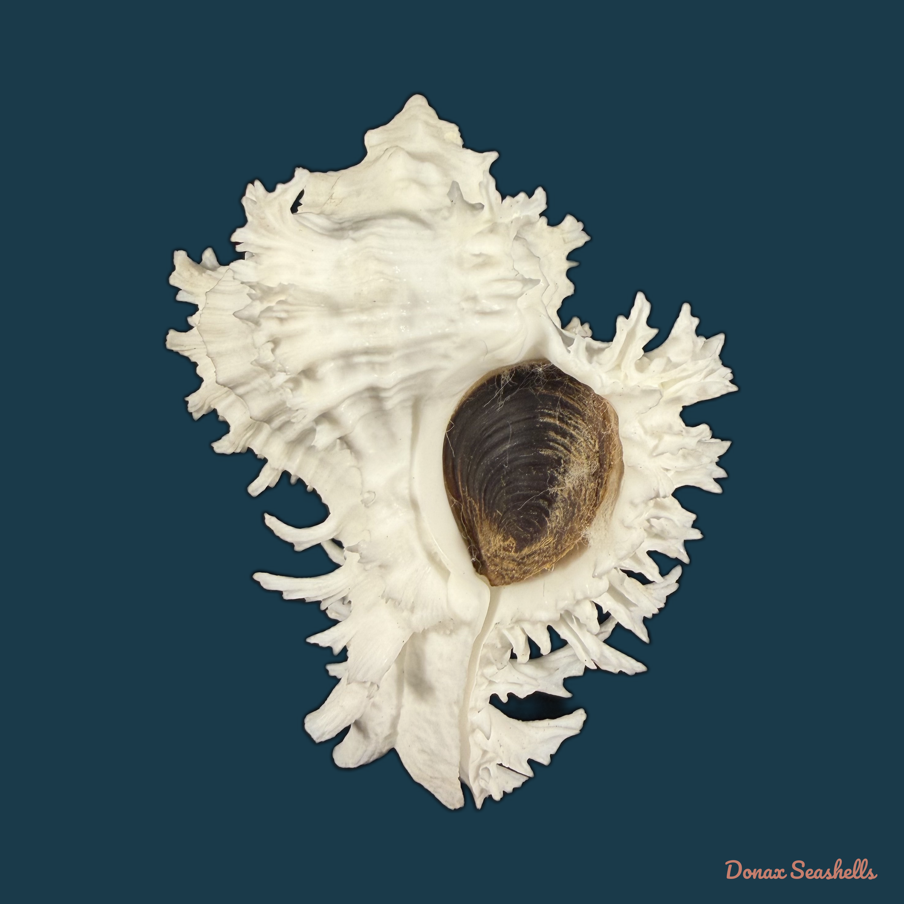Hexaplex cichoreum (Gmelin, 1791) - 78,3mm