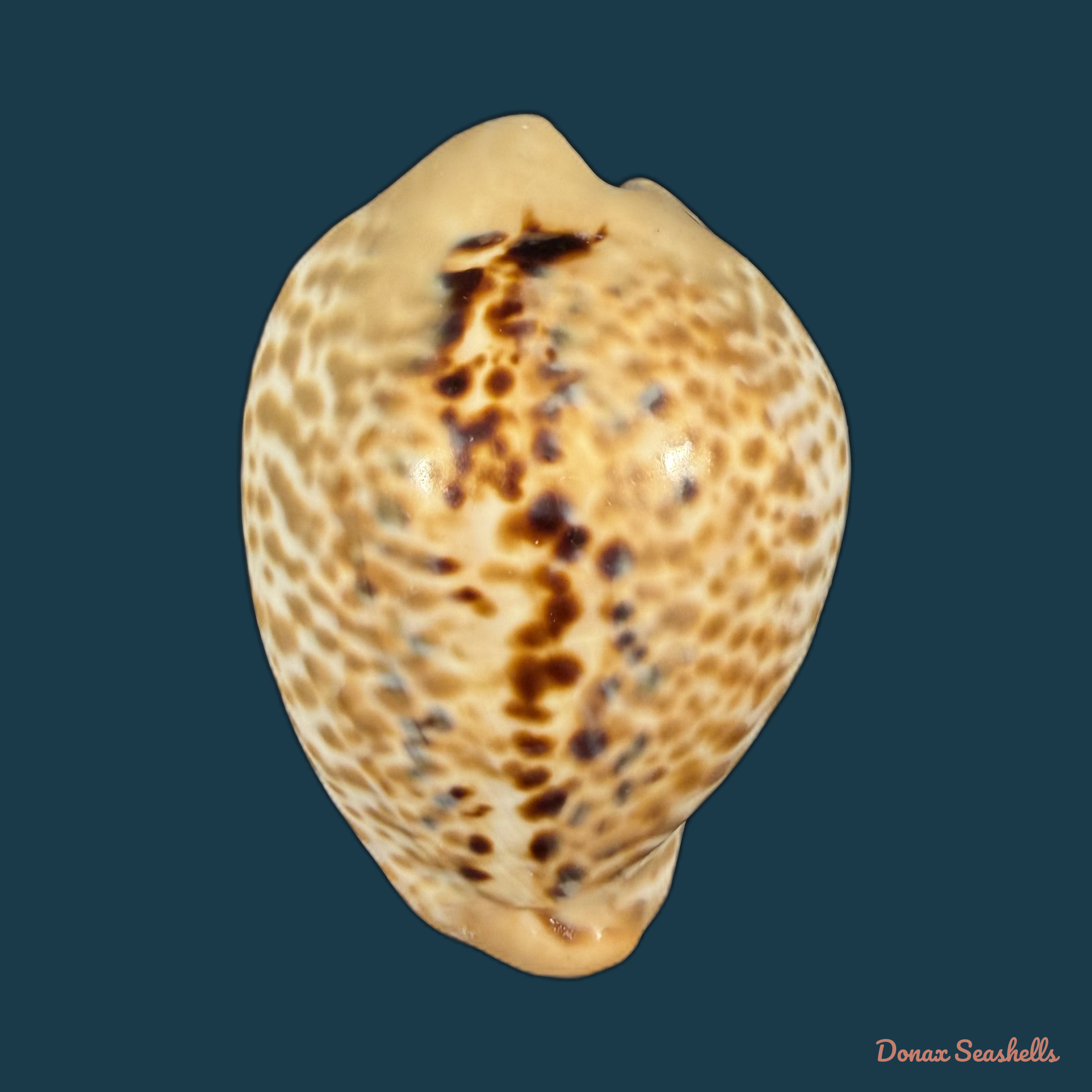 Muracypraea mus (Linnaeus, 1758) - 48,4mm