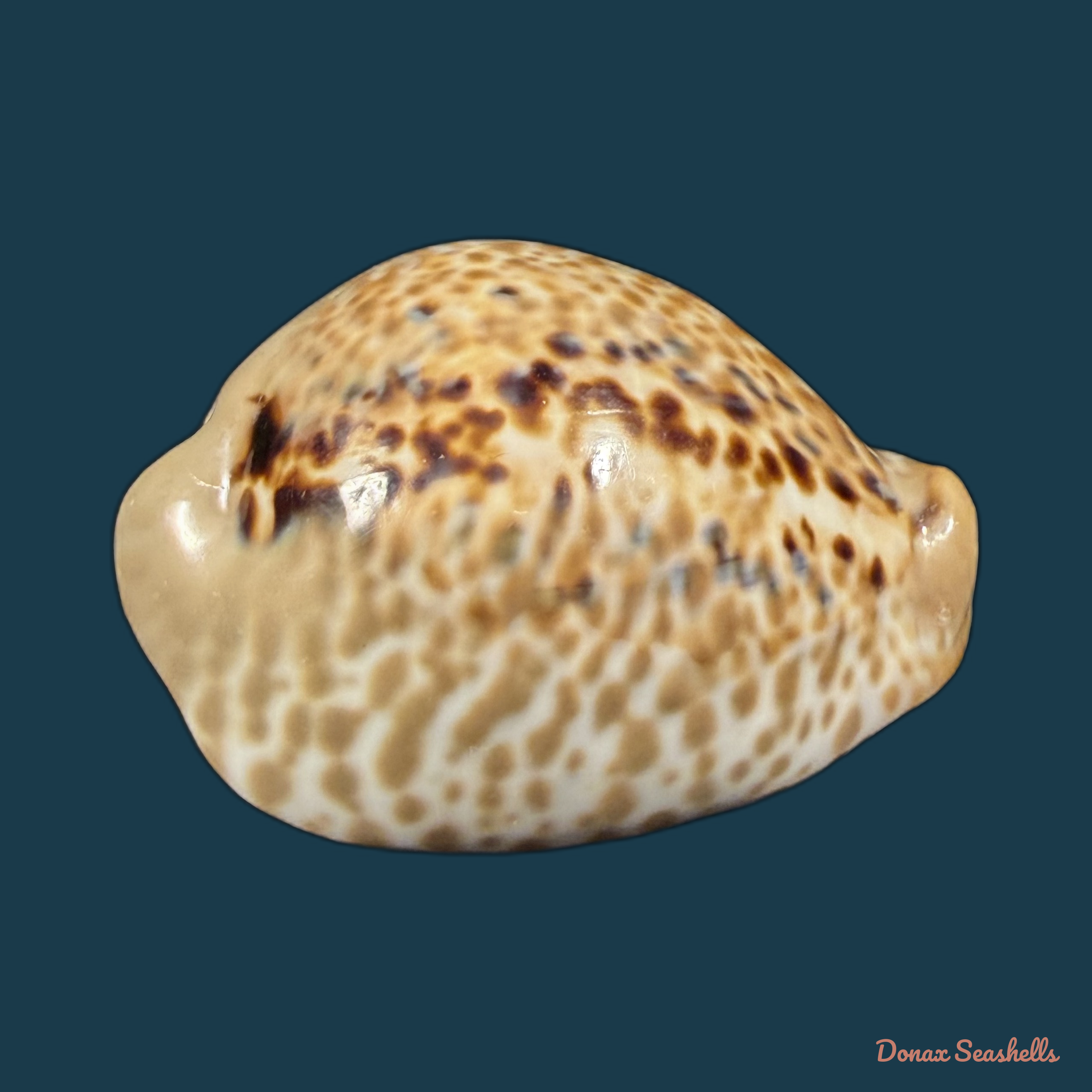 Muracypraea mus (Linnaeus, 1758) - 48,4mm