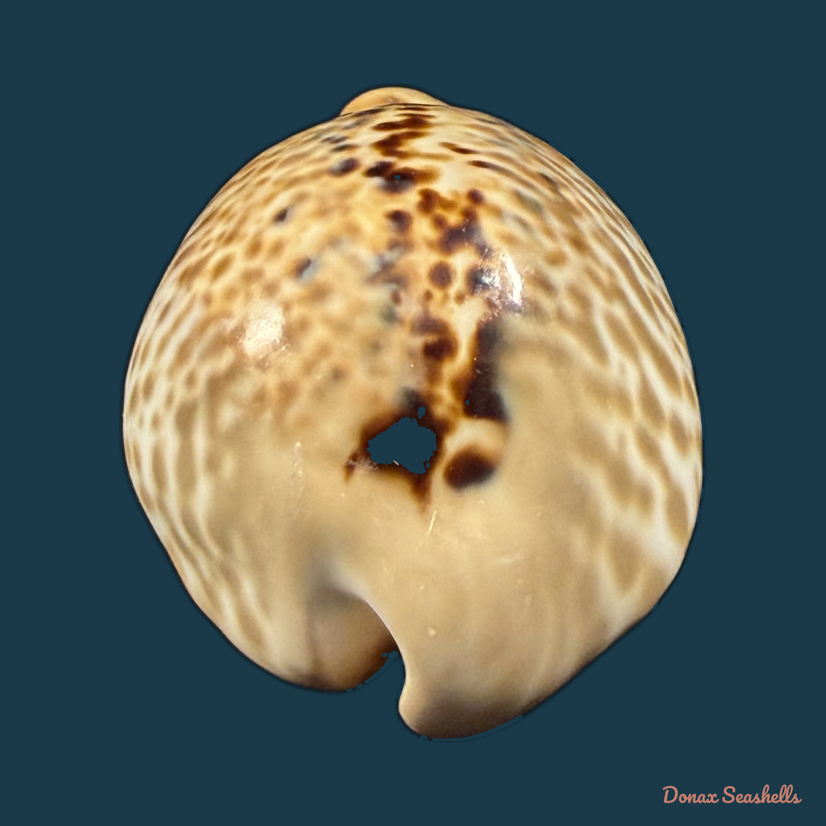 Muracypraea mus (Linnaeus, 1758) - 48,4mm