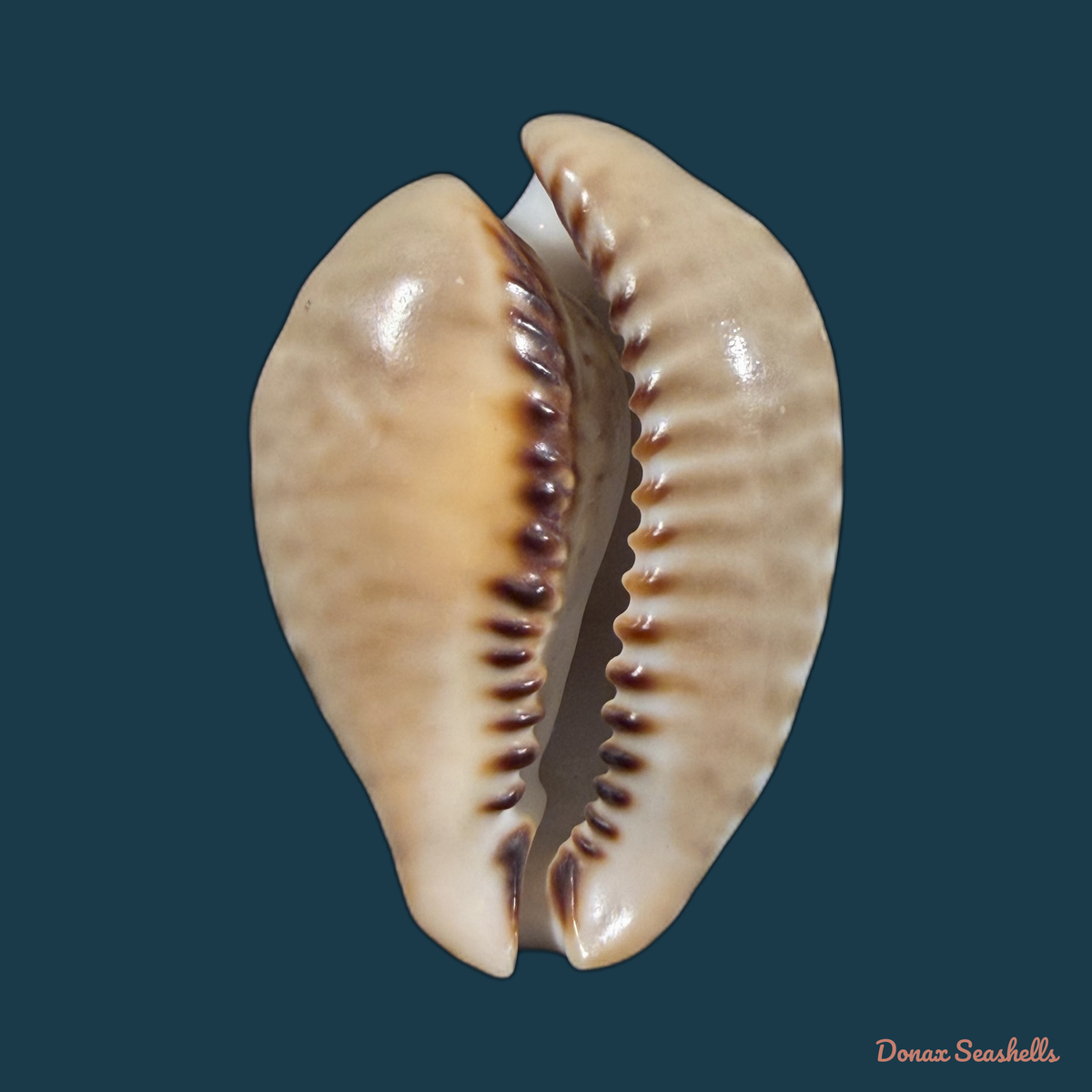 Muracypraea mus (Linnaeus, 1758) - 48,4mm