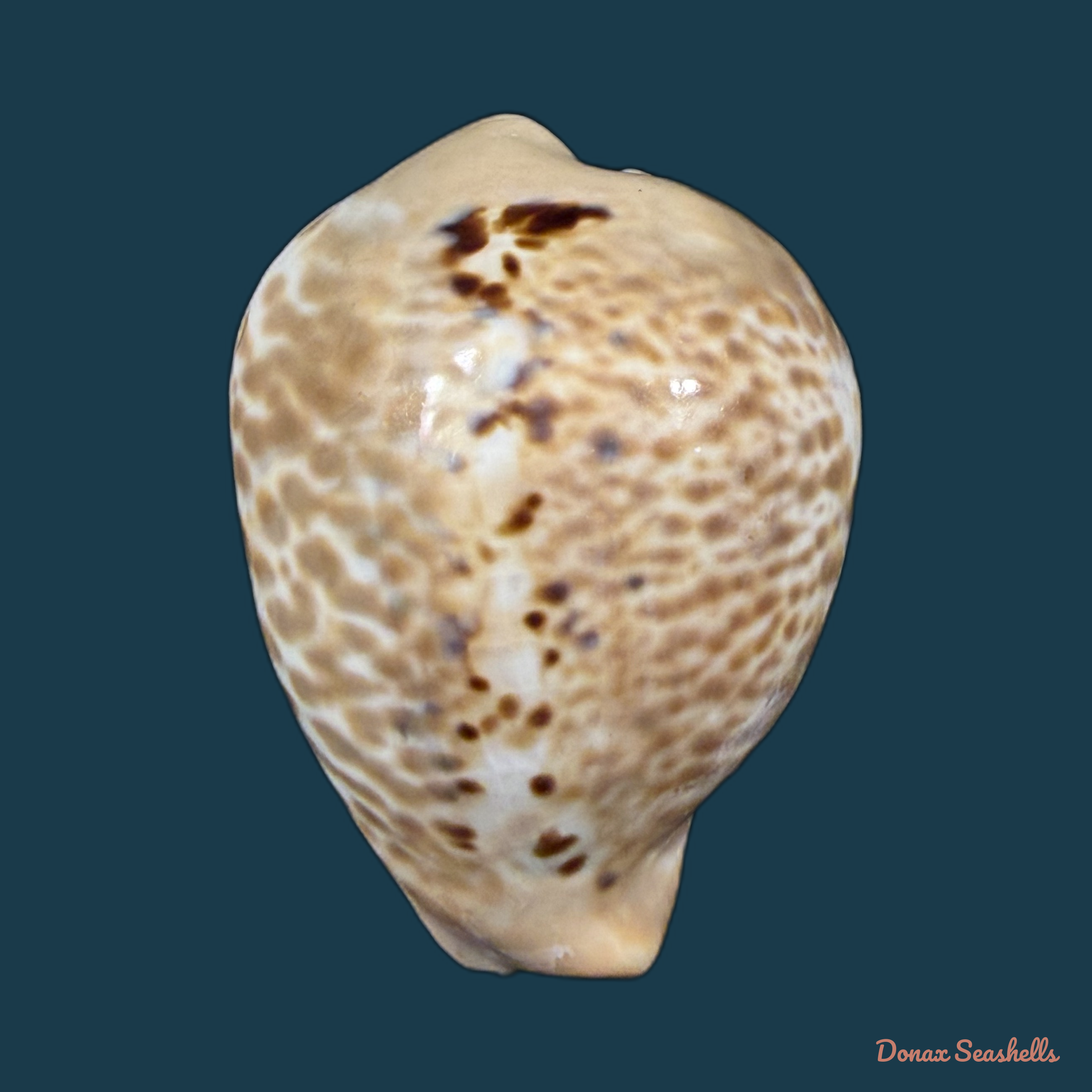Muracypraea mus (Linnaeus, 1758) - 47,7mm