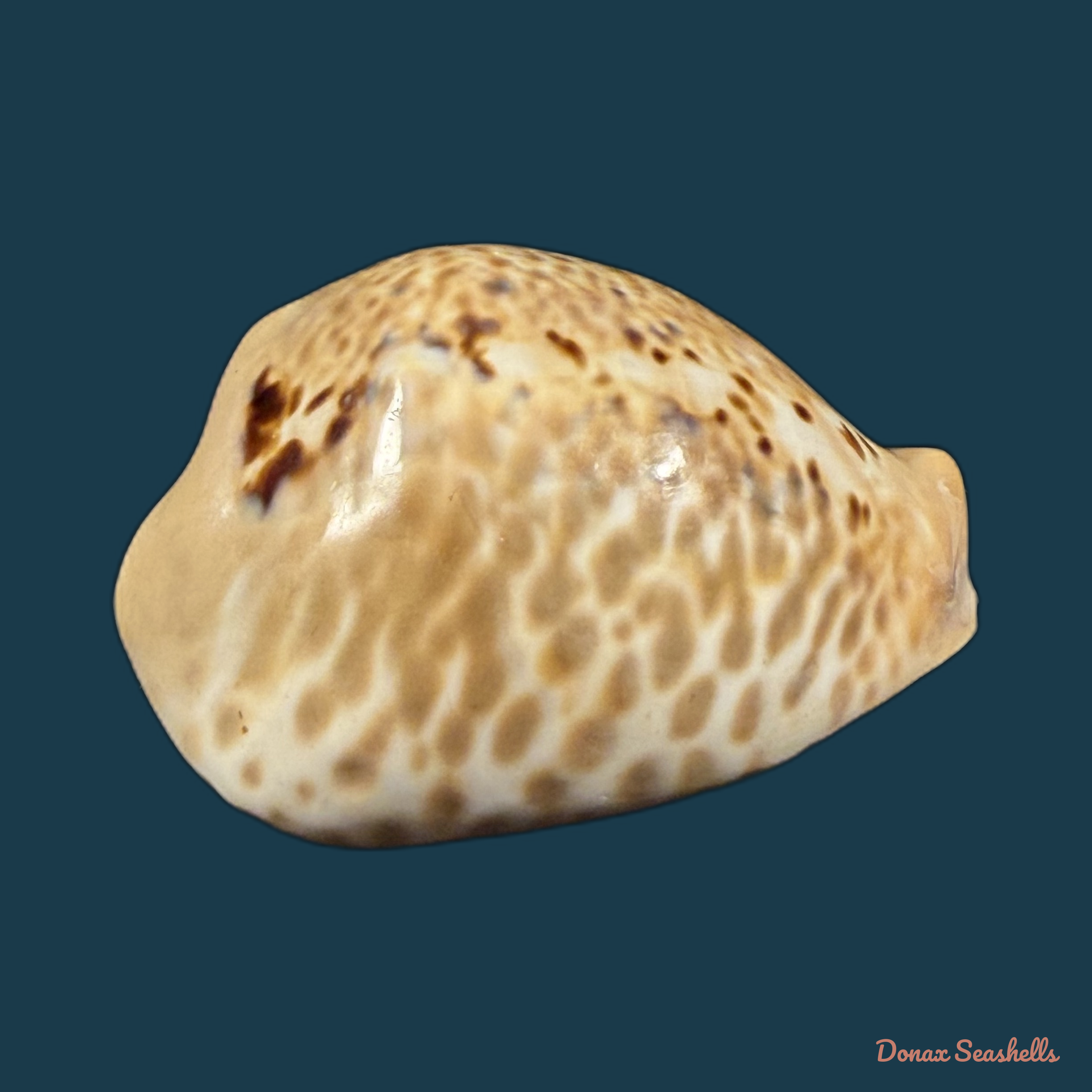 Muracypraea mus (Linnaeus, 1758) - 47,7mm