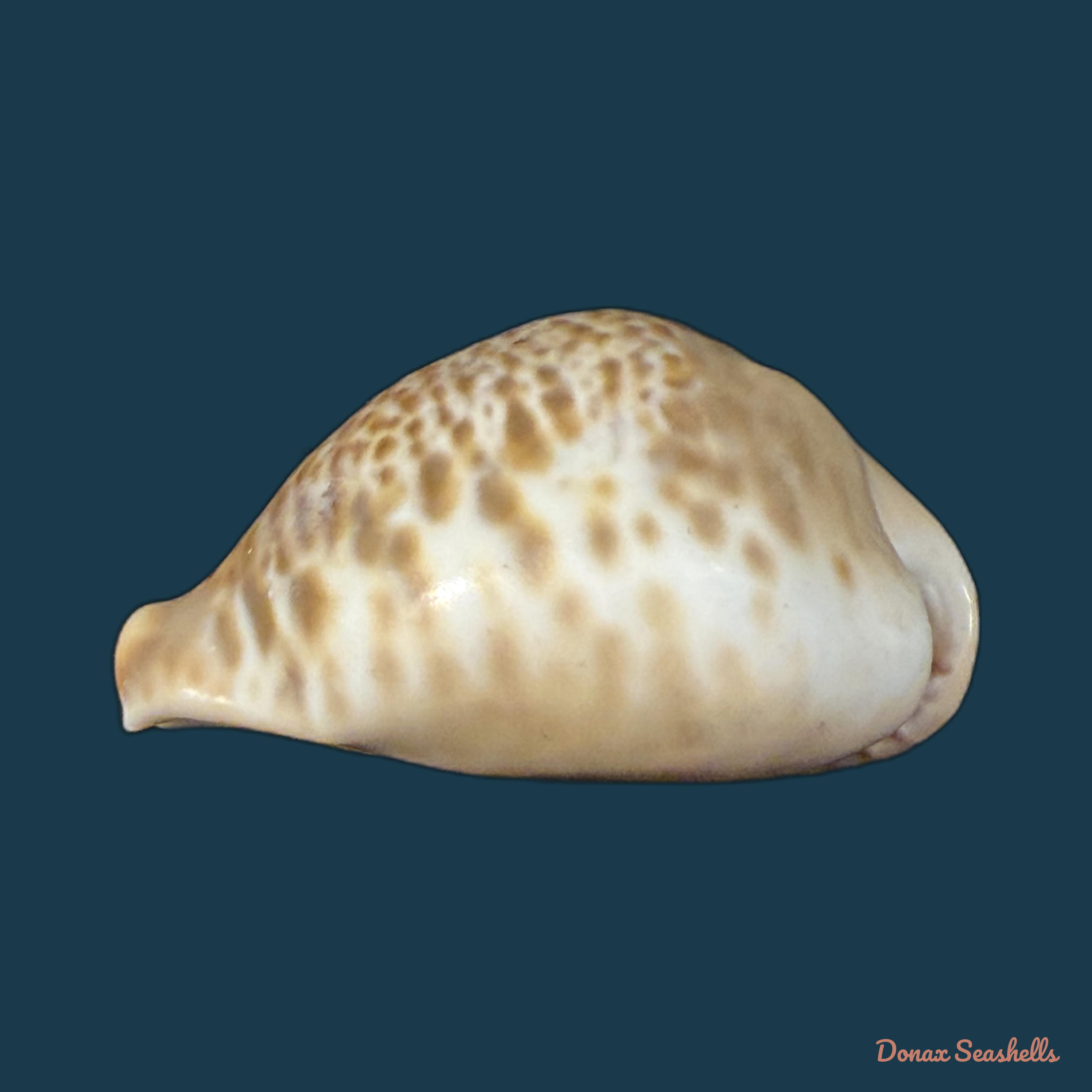 Muracypraea mus (Linnaeus, 1758) - 47,7mm
