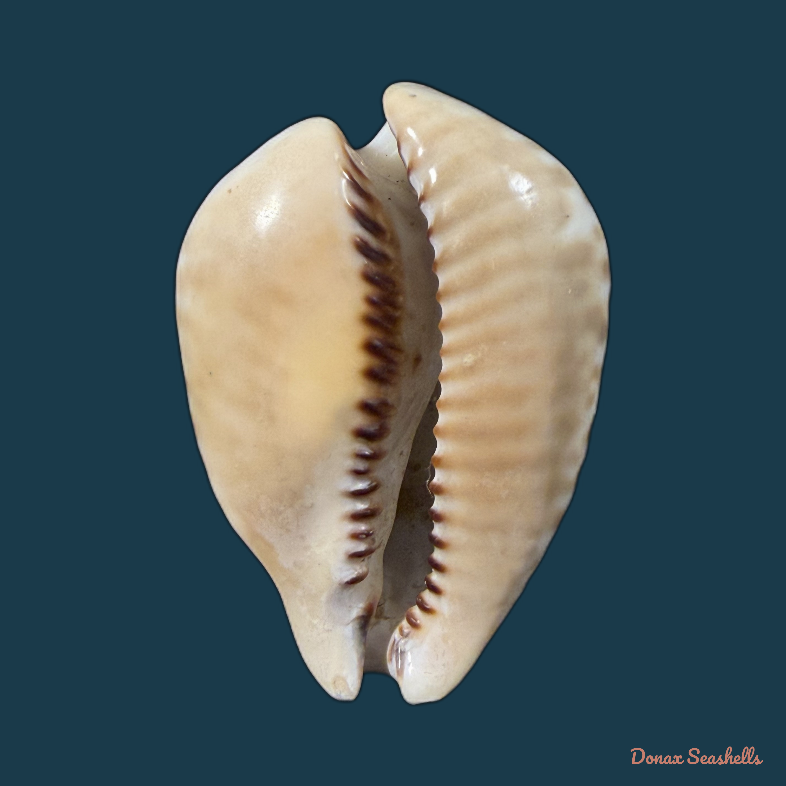 Muracypraea mus (Linnaeus, 1758) - 47,7mm
