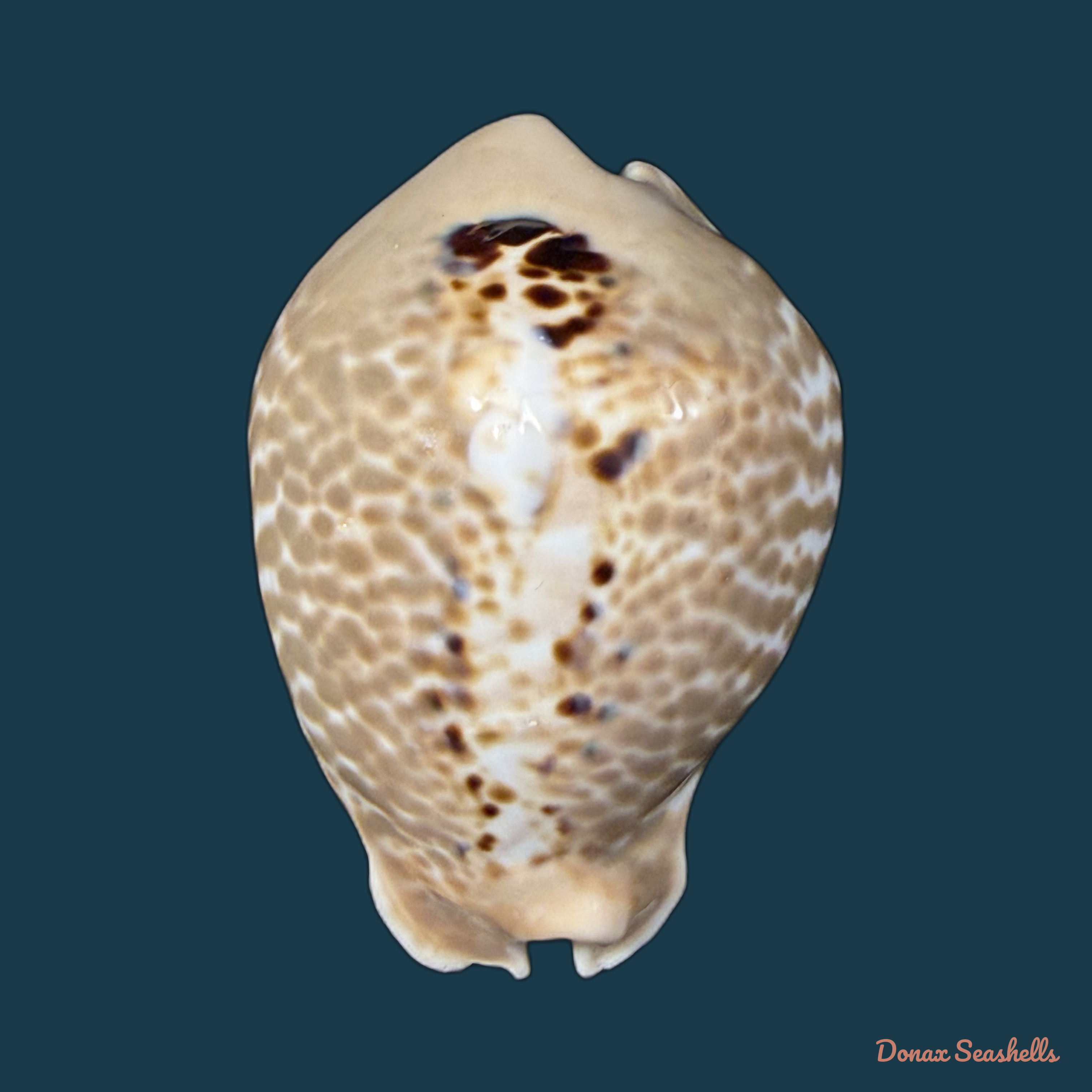 Muracypraea mus (Linnaeus, 1758) - 51,3mm