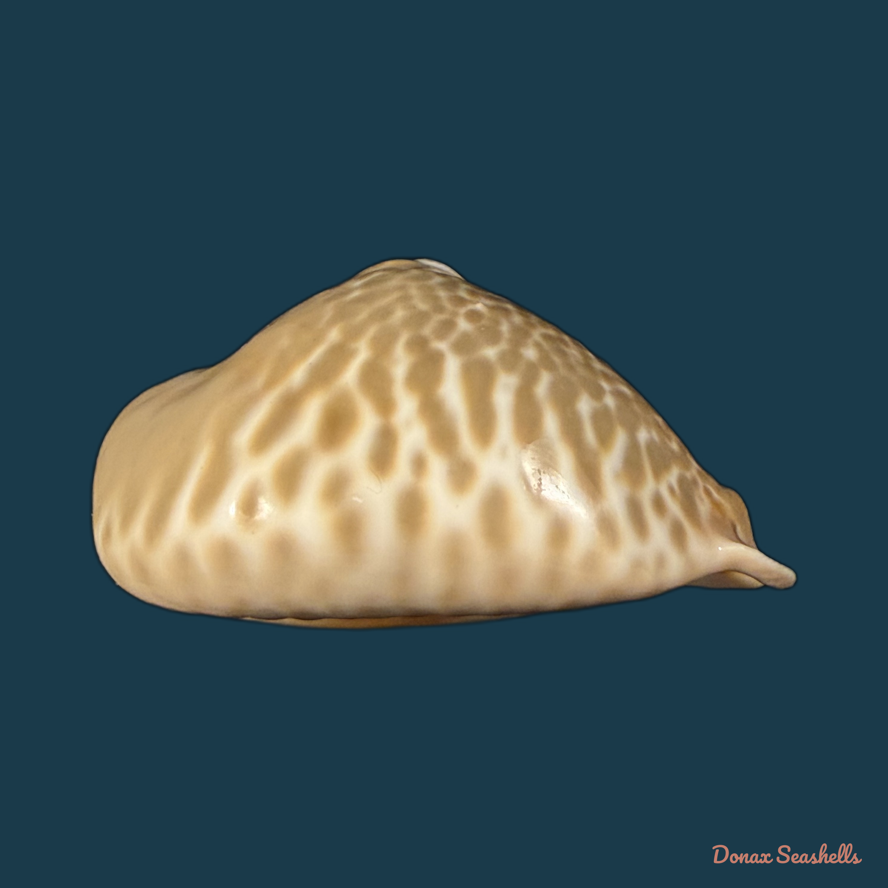 Muracypraea mus (Linnaeus, 1758) - 51,3mm
