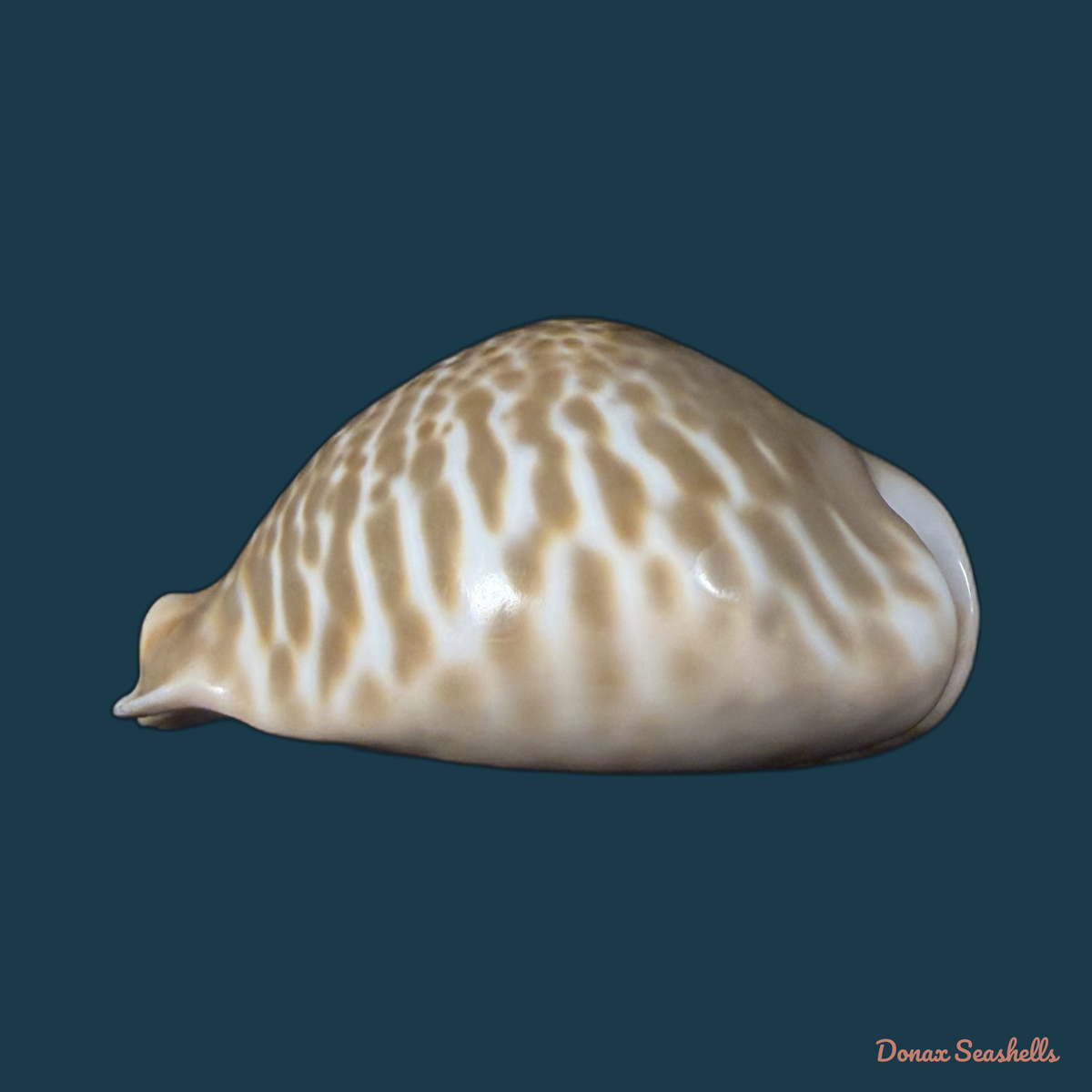 Muracypraea mus (Linnaeus, 1758) - 51,3mm