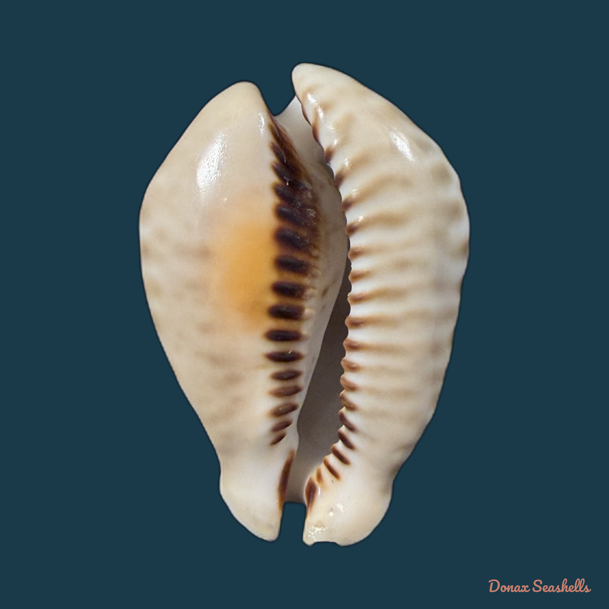 Muracypraea mus (Linnaeus, 1758) - 51,3mm