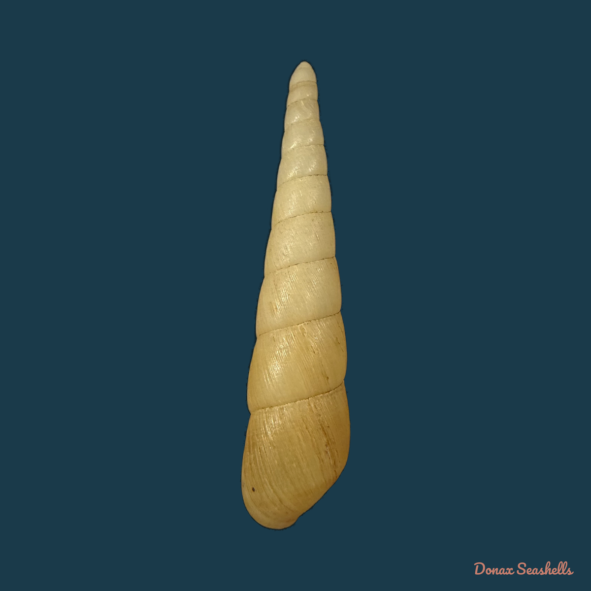 Obeliscus planospirus (L. Pfeiffer, 1854) - 65,8mm