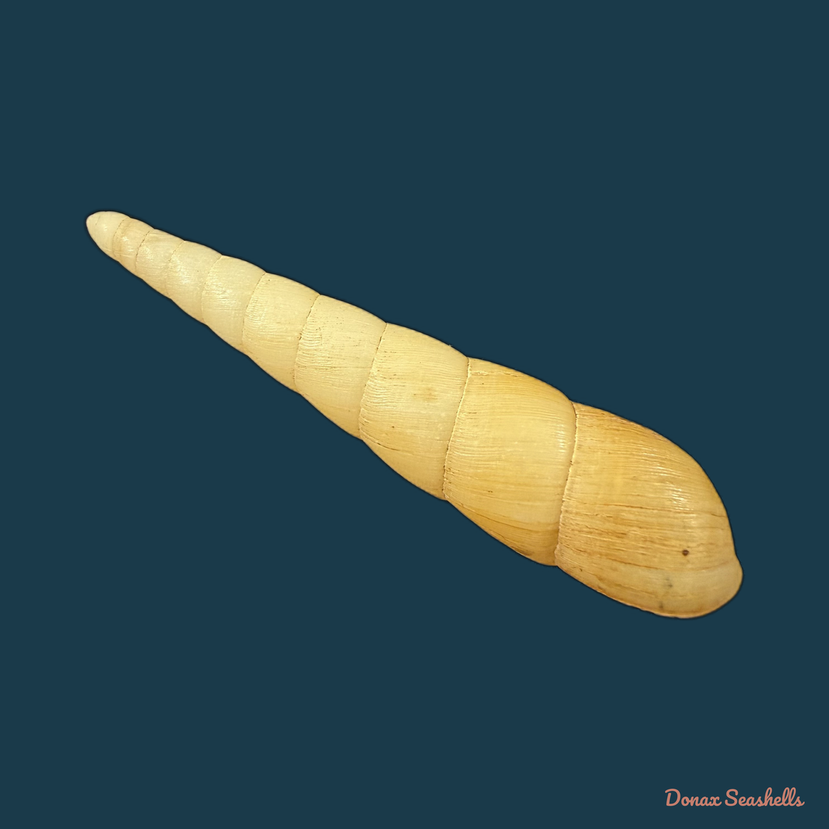 Obeliscus planospirus (L. Pfeiffer, 1854) - 65,8mm