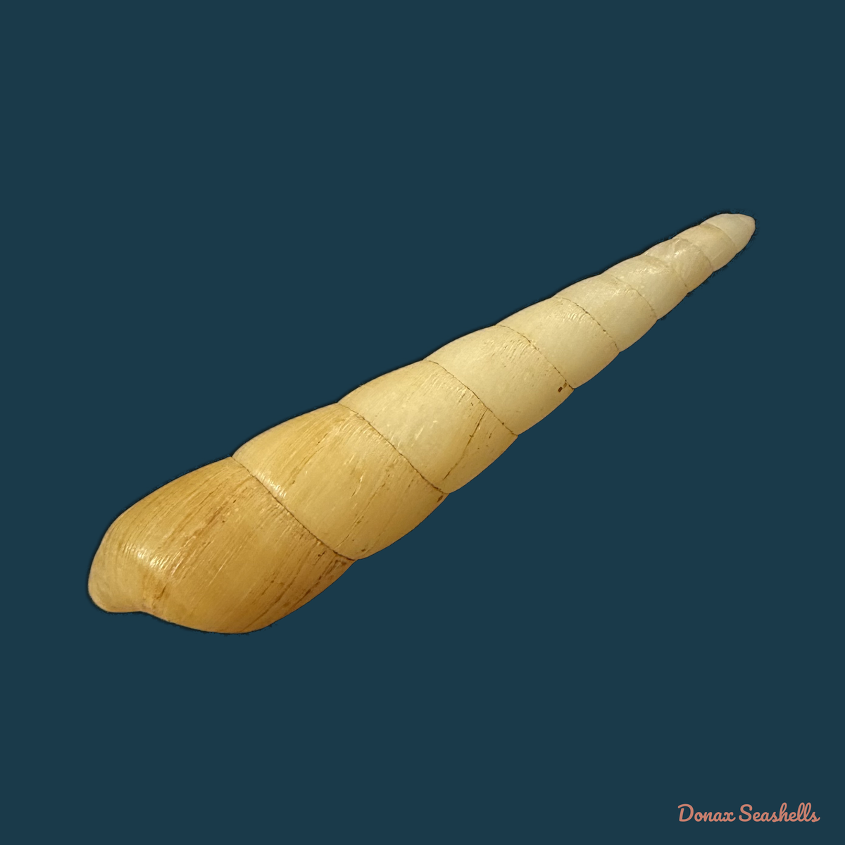 Obeliscus planospirus (L. Pfeiffer, 1854) - 65,8mm