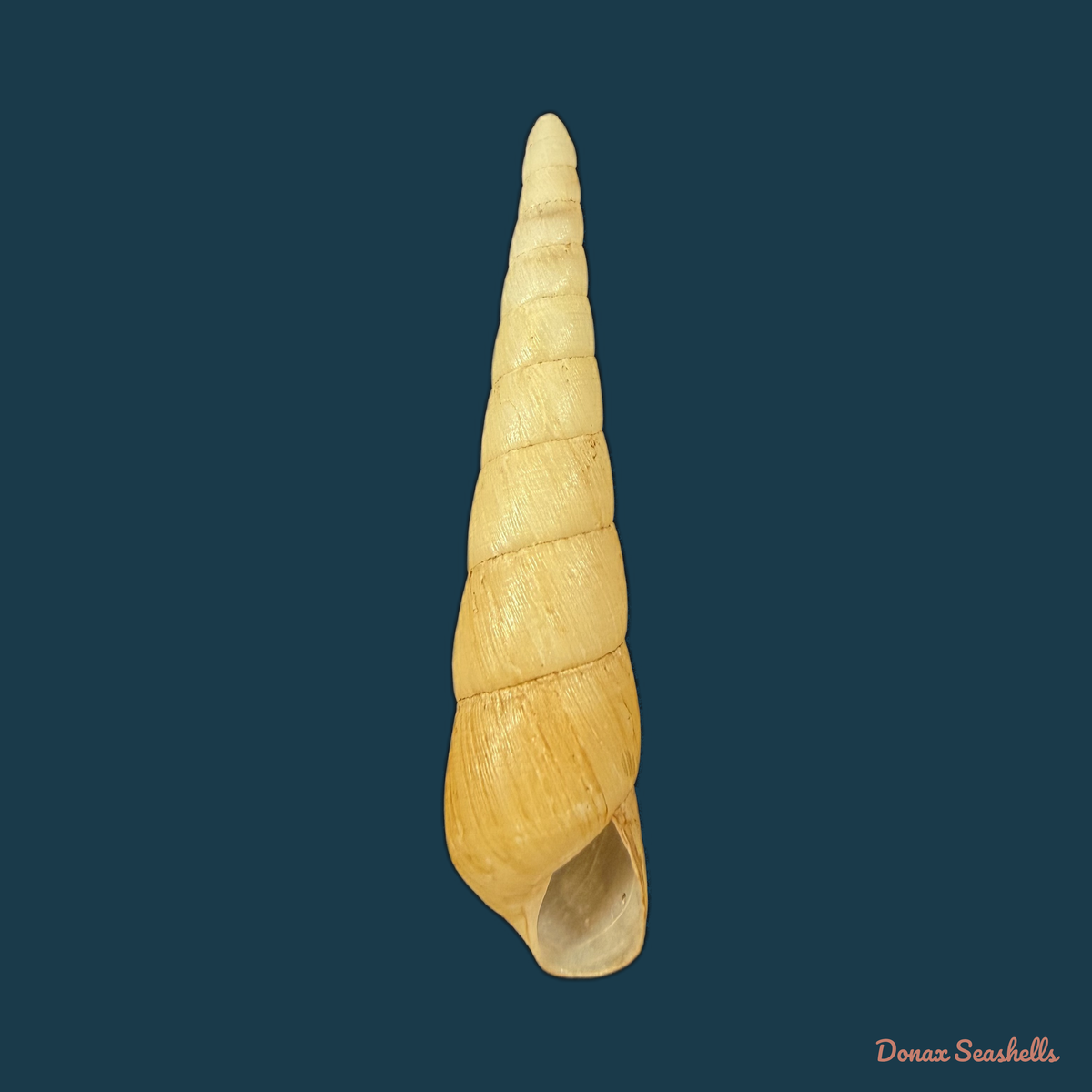 Obeliscus planospirus (L. Pfeiffer, 1854) - 65,8mm