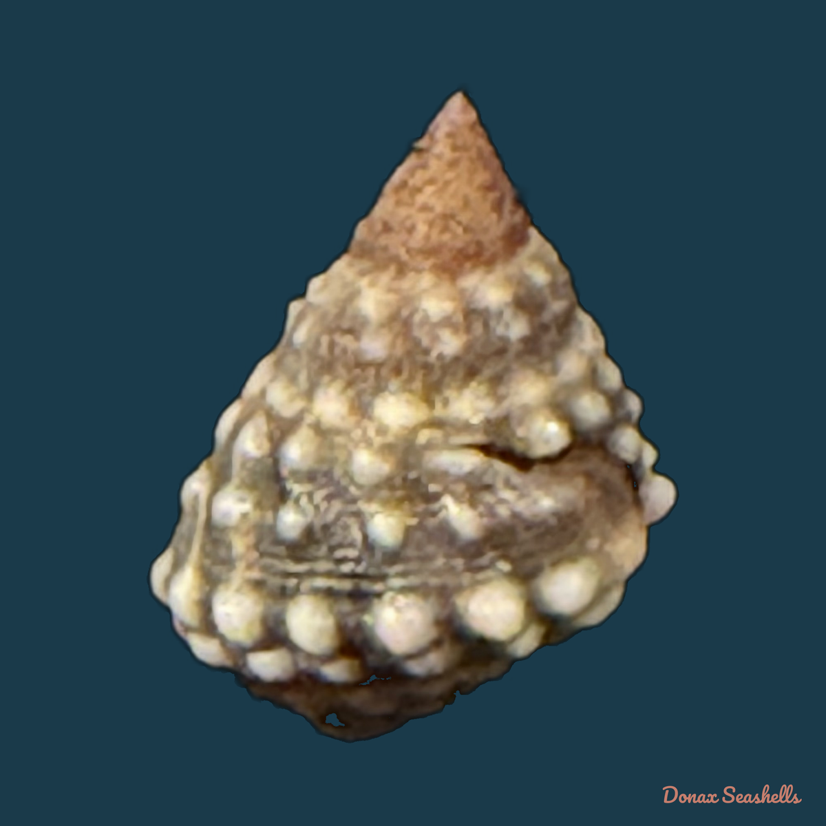 Echinolittorina vermeiji (Bandel & Kadolsky, 1982) - 8,4mm