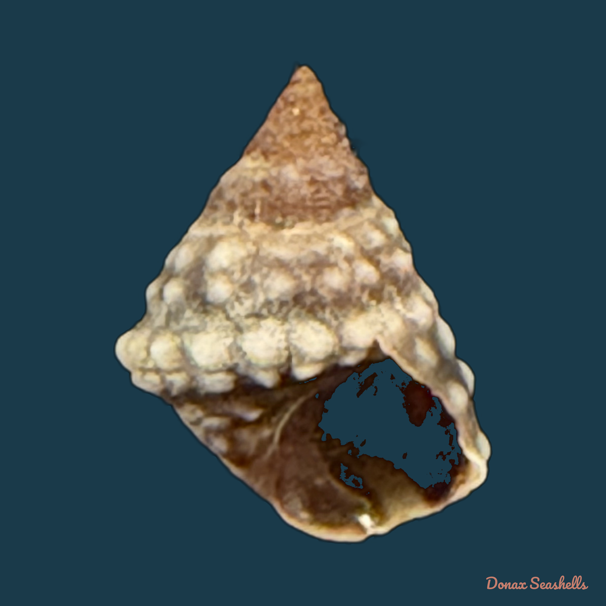 Echinolittorina vermeiji (Bandel & Kadolsky, 1982) - 8,4mm