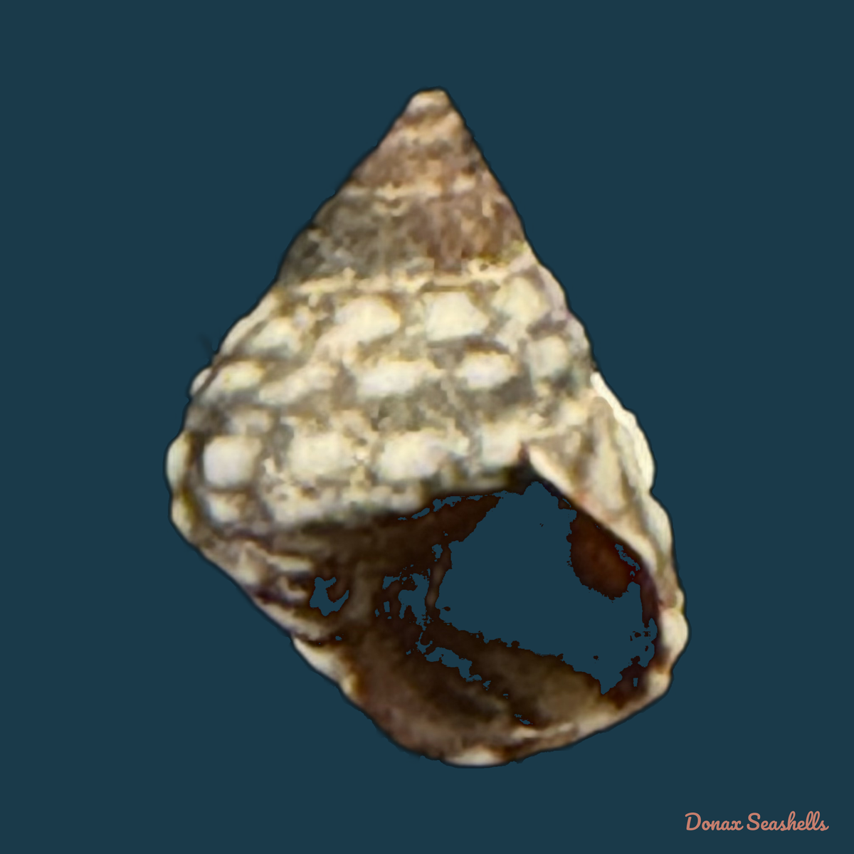 Echinolittorina vermeiji (Bandel & Kadolsky, 1982) - 8,4mm