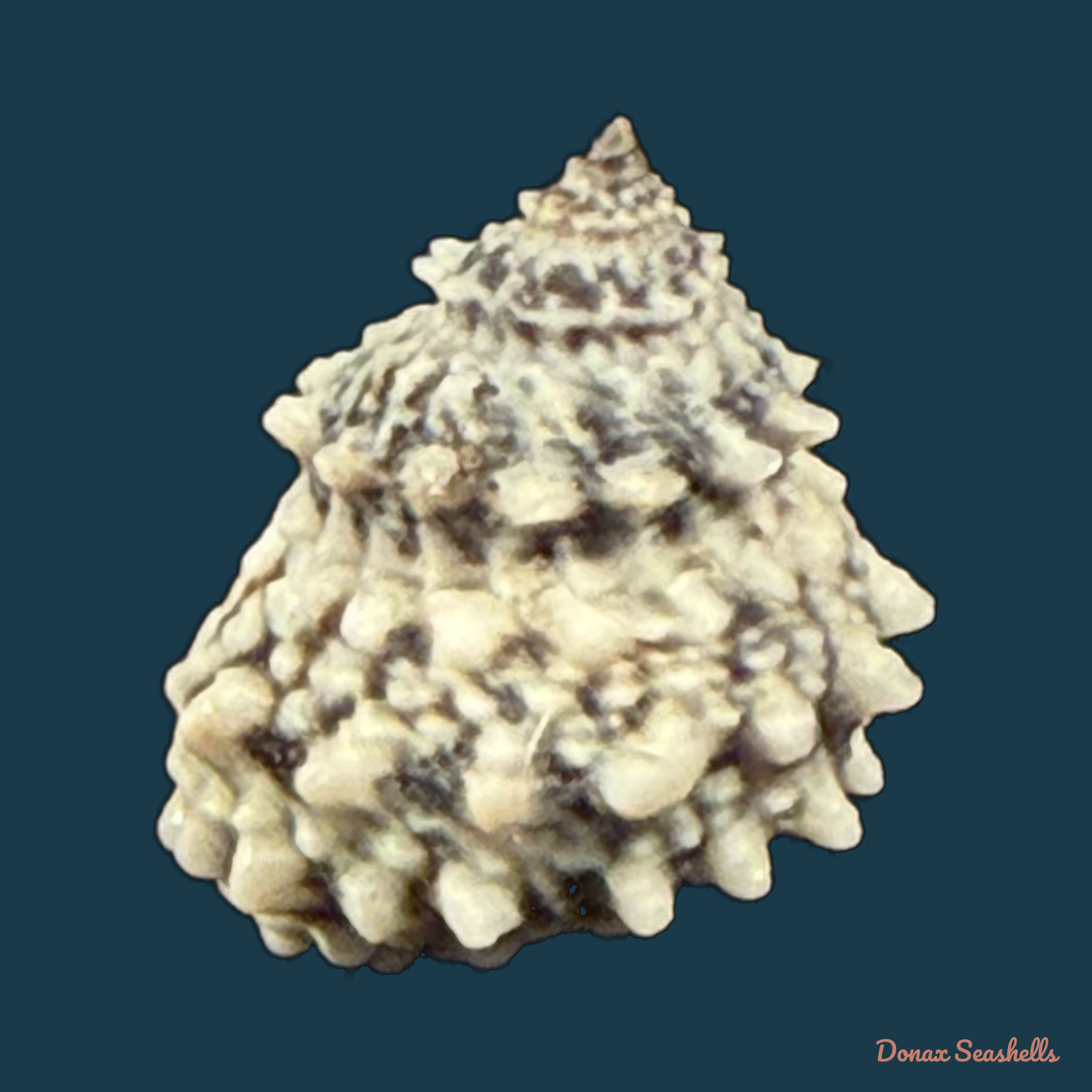 Echininus nodulosus (Pfeiffer, 1839) - 14,9mm