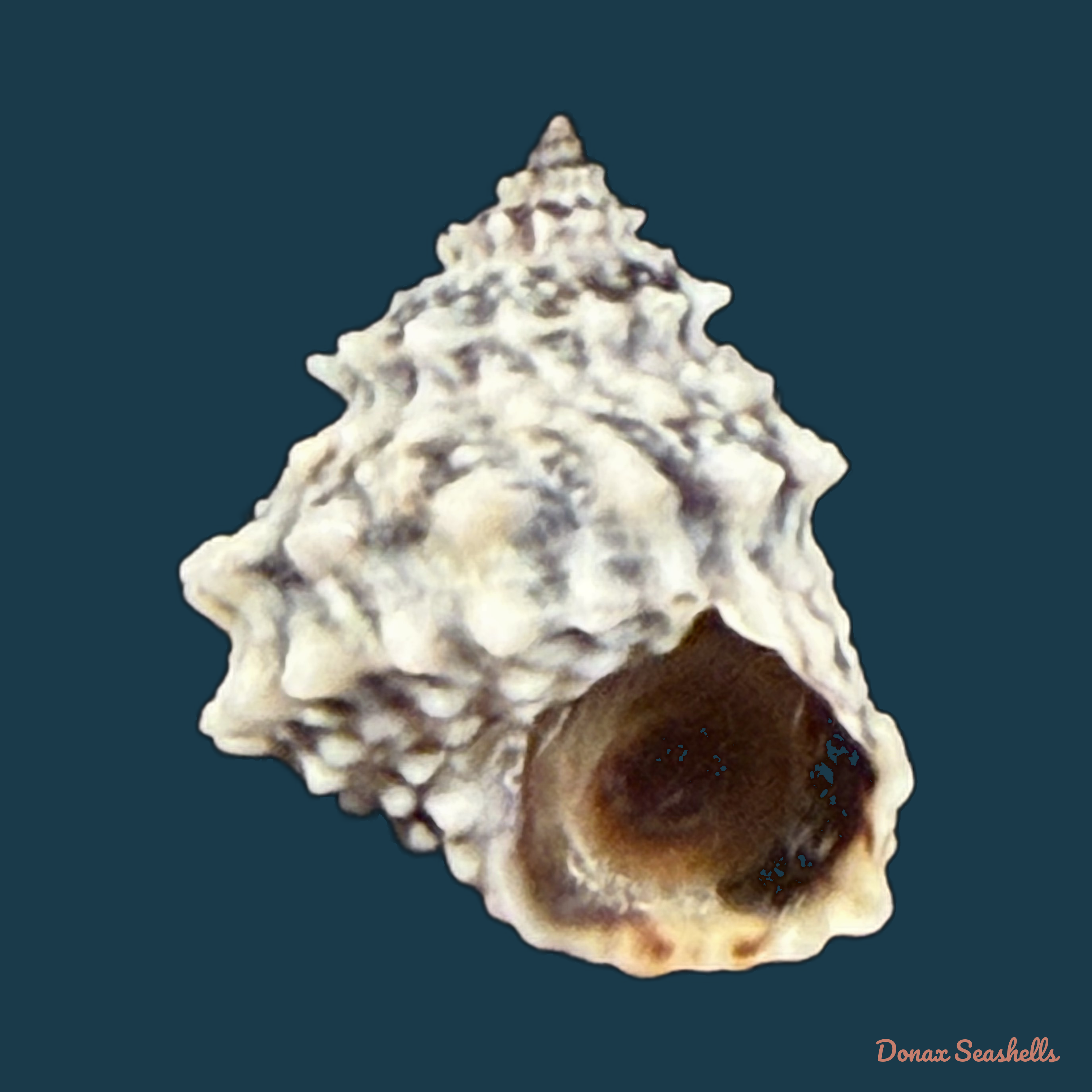 Echininus nodulosus (Pfeiffer, 1839) - 14,9mm