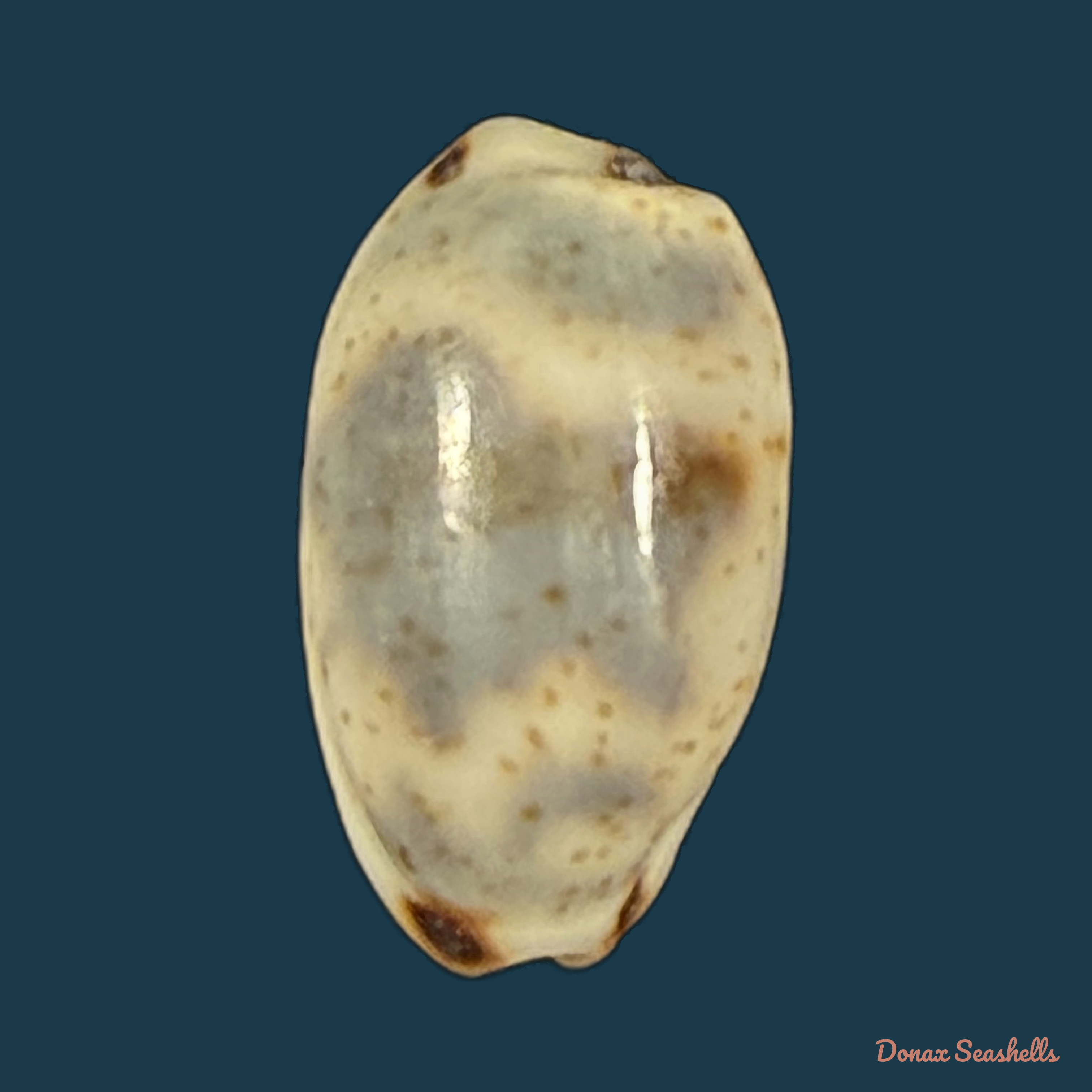 Bistolida kieneri (Hidalgo, 1906) - 10,4mm