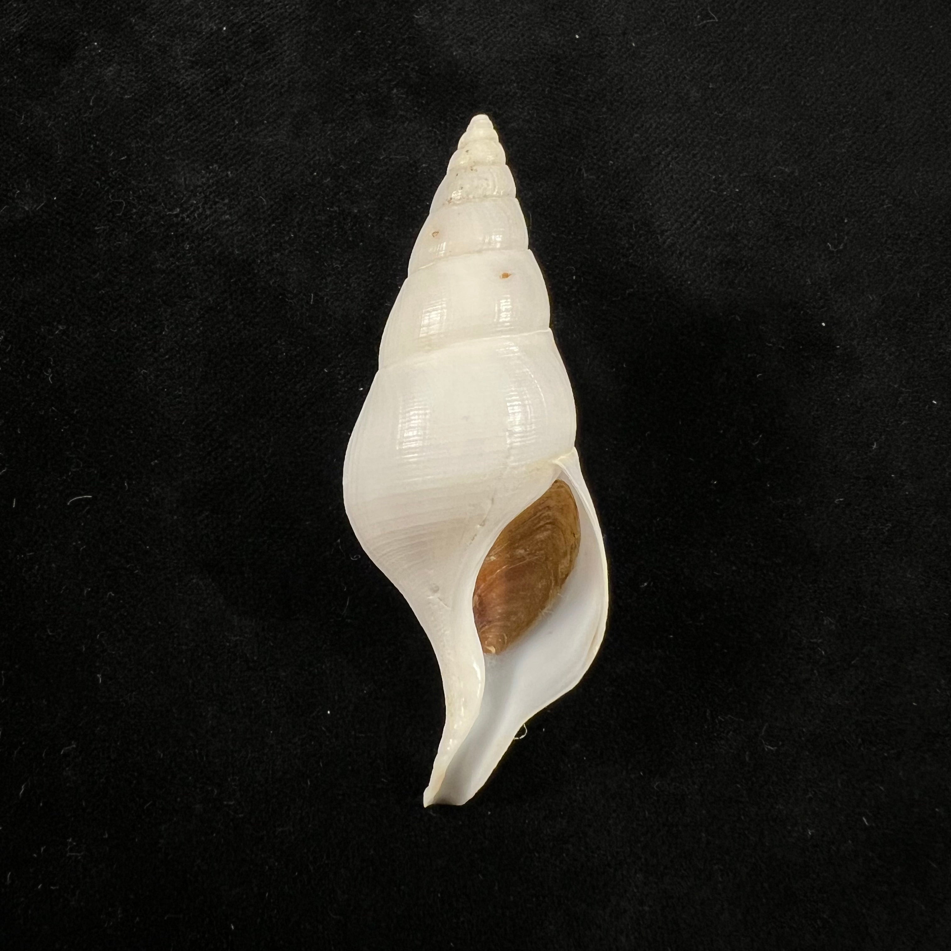 Colus jeffreysianus (P. Fischer, 1868) - 67,1mm