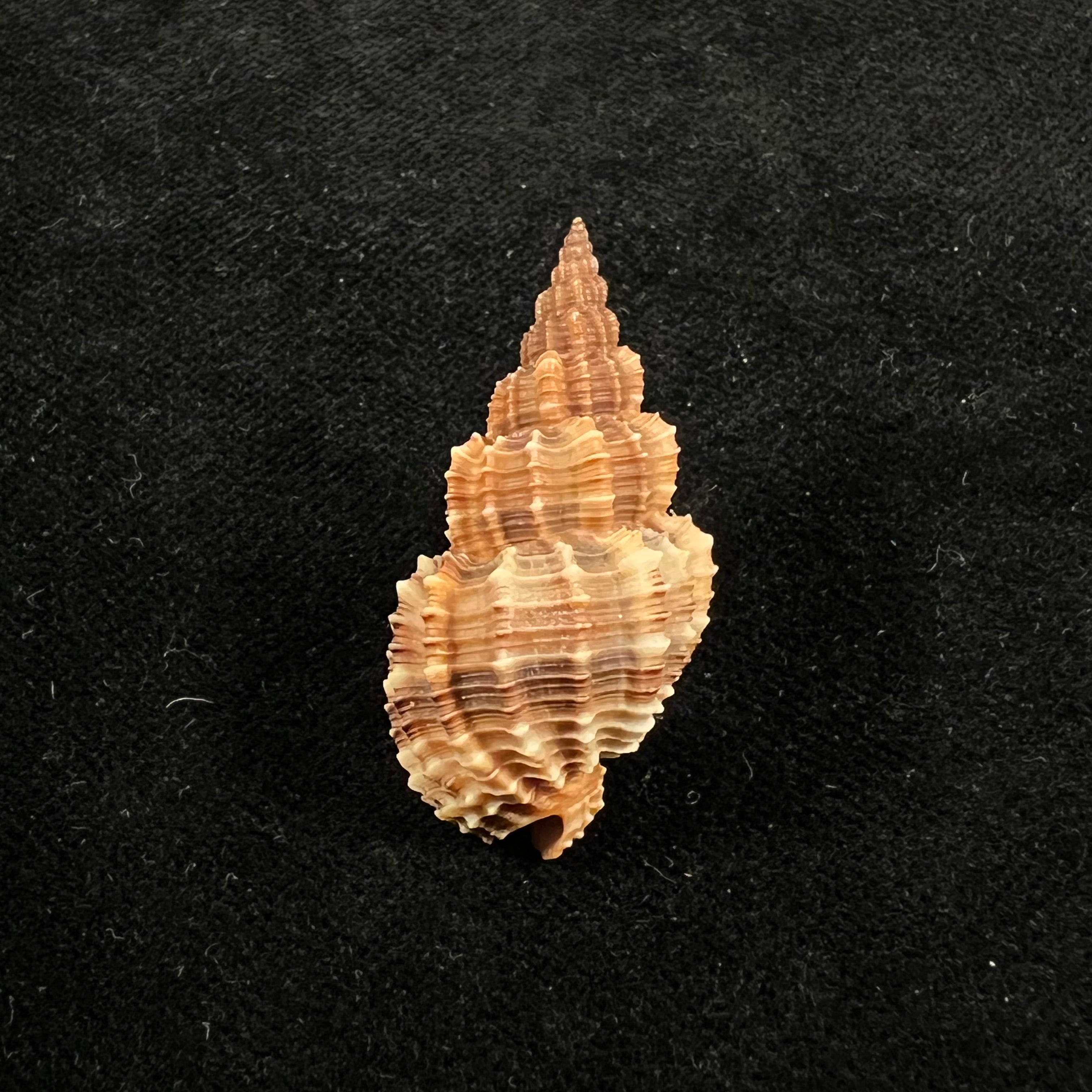 Phos senticosus (Linnaeus, 1758) - 36,7mm