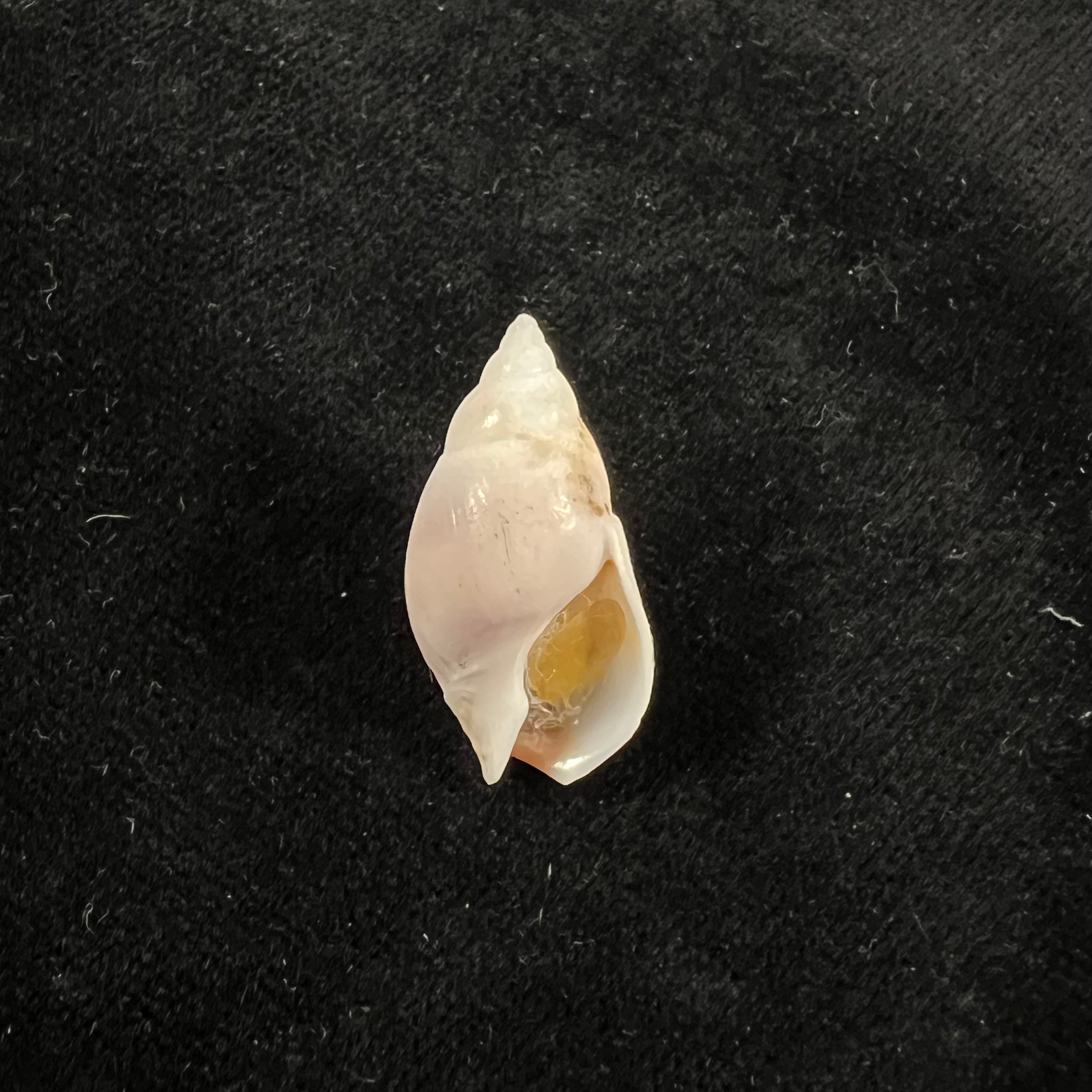 Buccinastrum duartei (Klappenbach, 1961) - 26,9mm