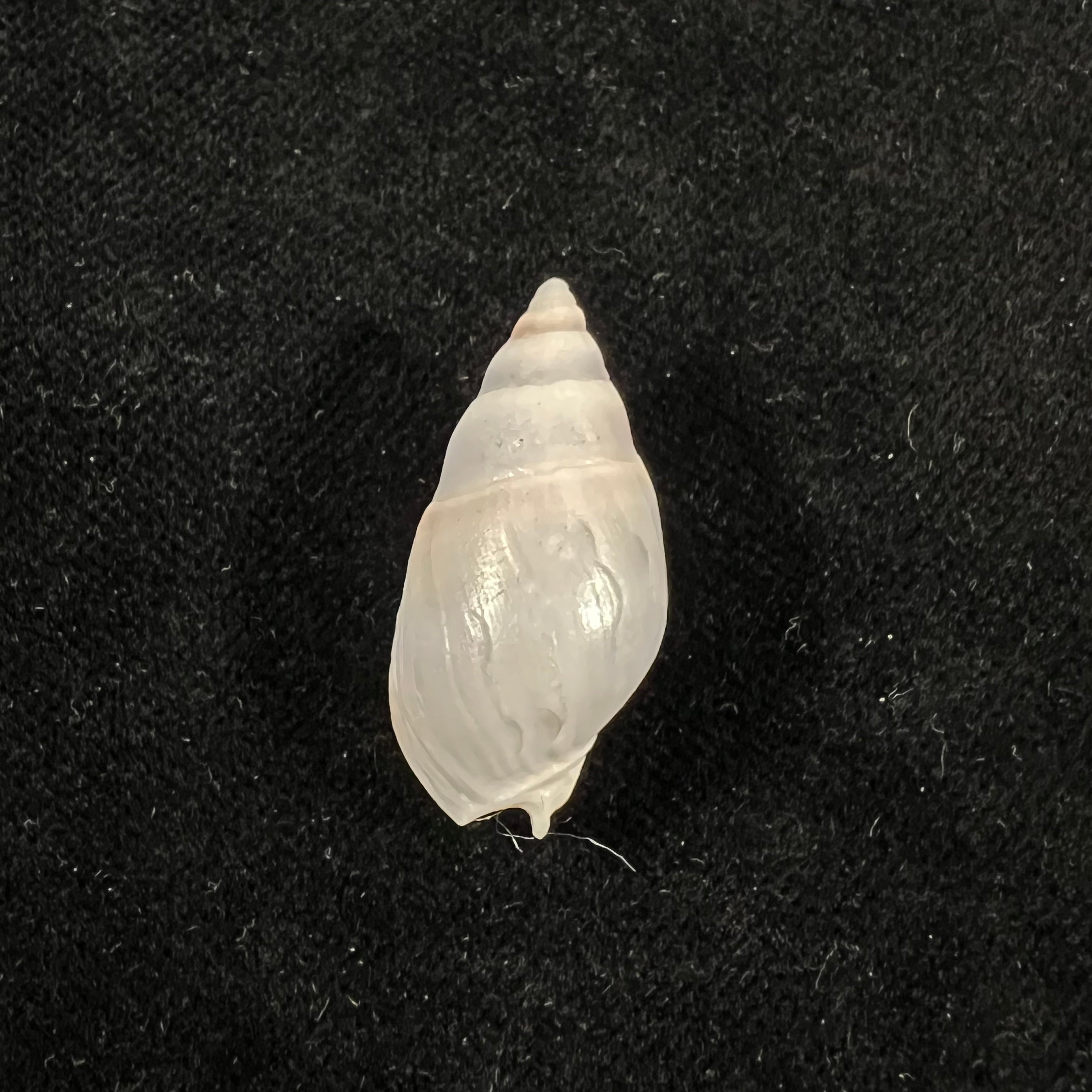 Buccinastrum duartei (Klappenbach, 1961) - 28mm