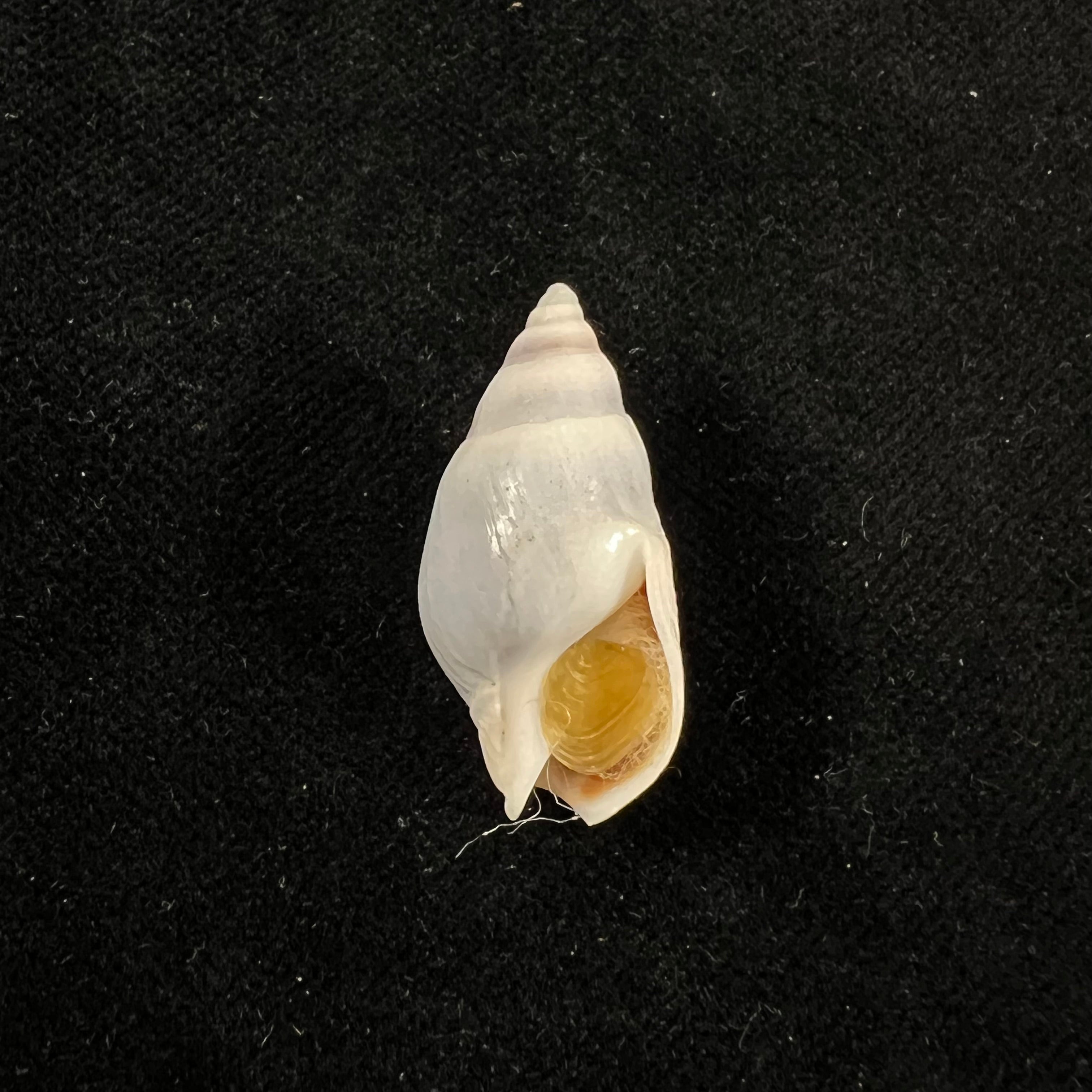 Buccinastrum duartei (Klappenbach, 1961) - 28mm