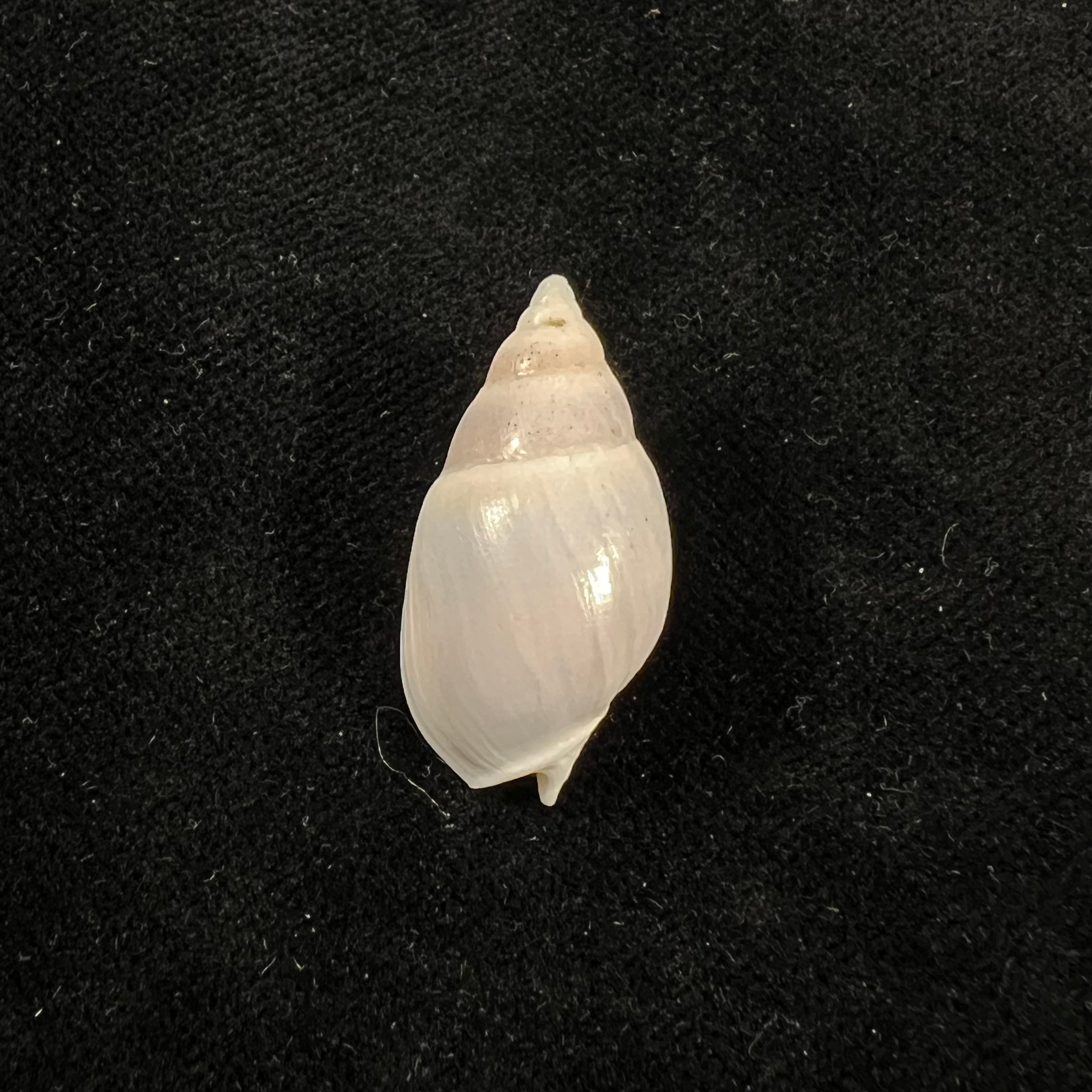 Buccinastrum duartei (Klappenbach, 1961) - 27,9mm