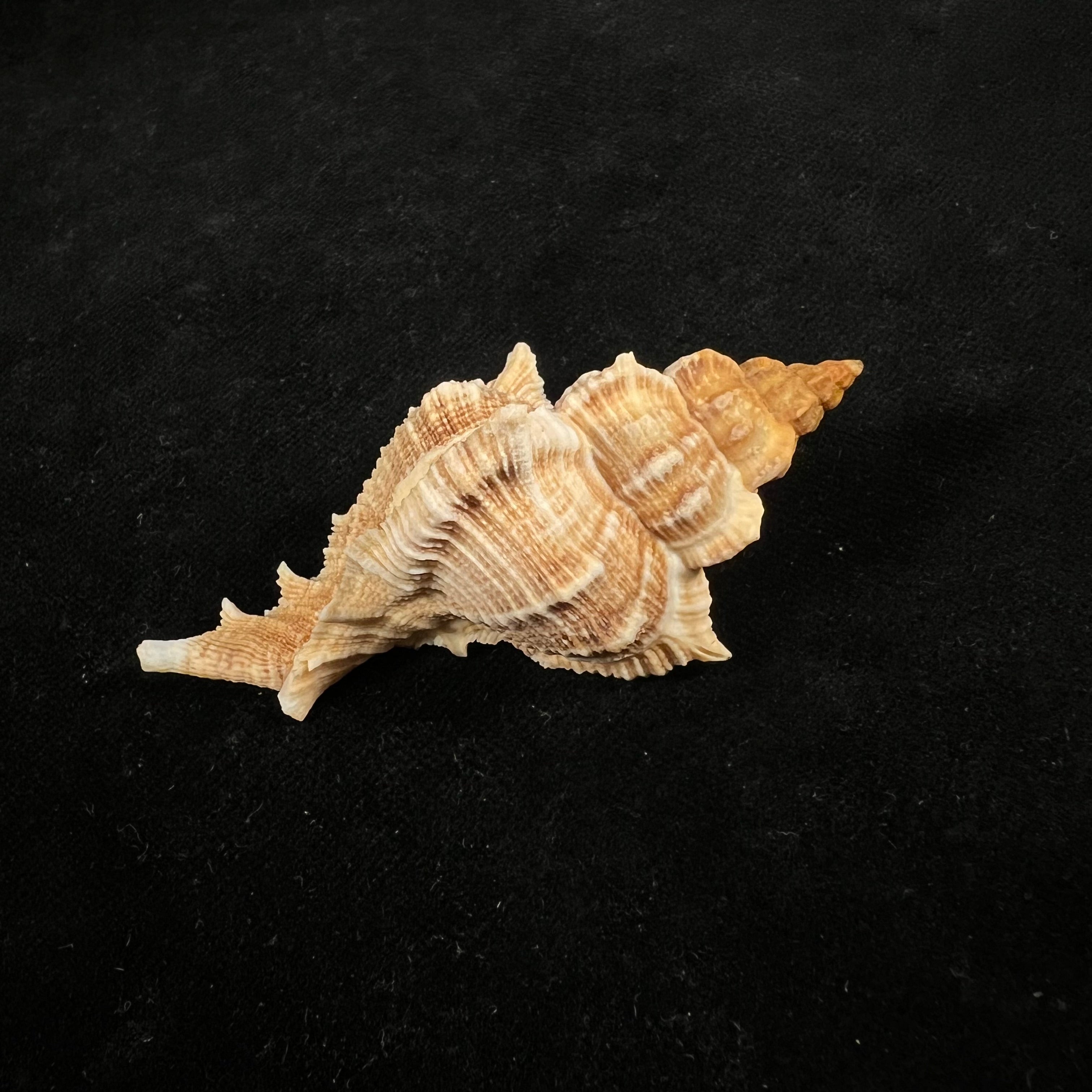 Siratus senegalensis (Gmelin, 1791) - 66,9mm