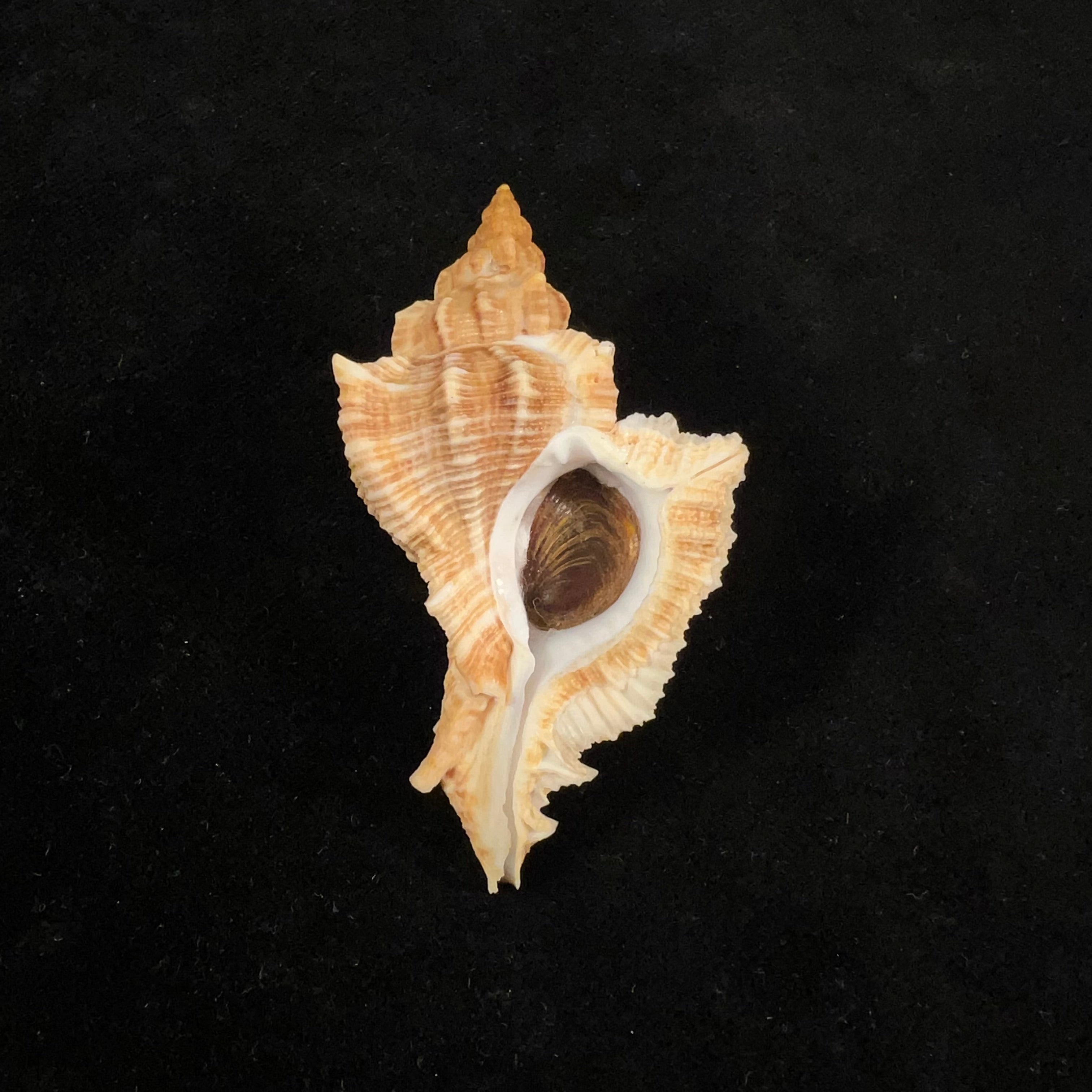 Siratus senegalensis (Gmelin, 1791) - 66,9mm