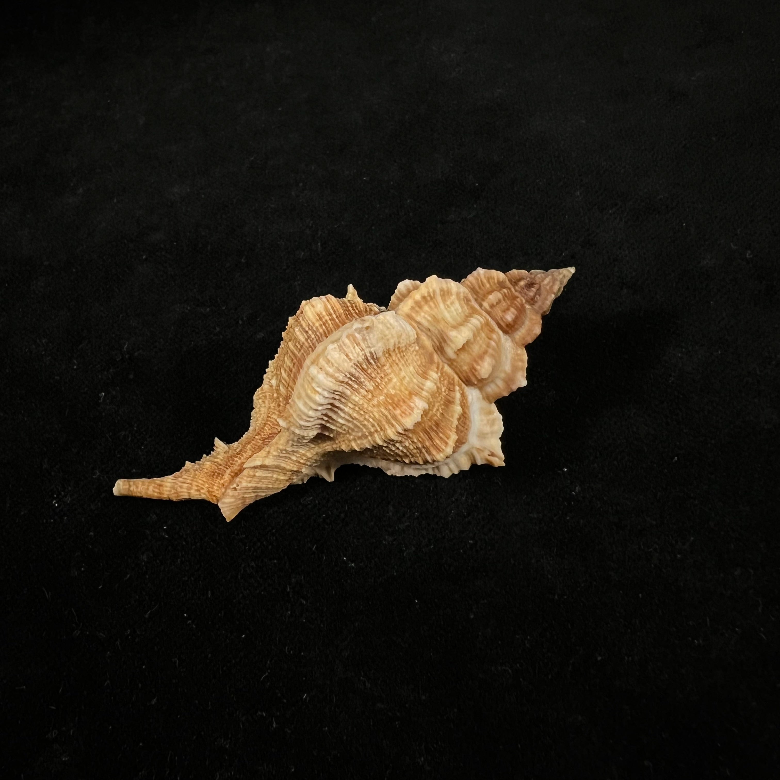 Siratus senegalensis (Gmelin, 1791) - 67,7mm