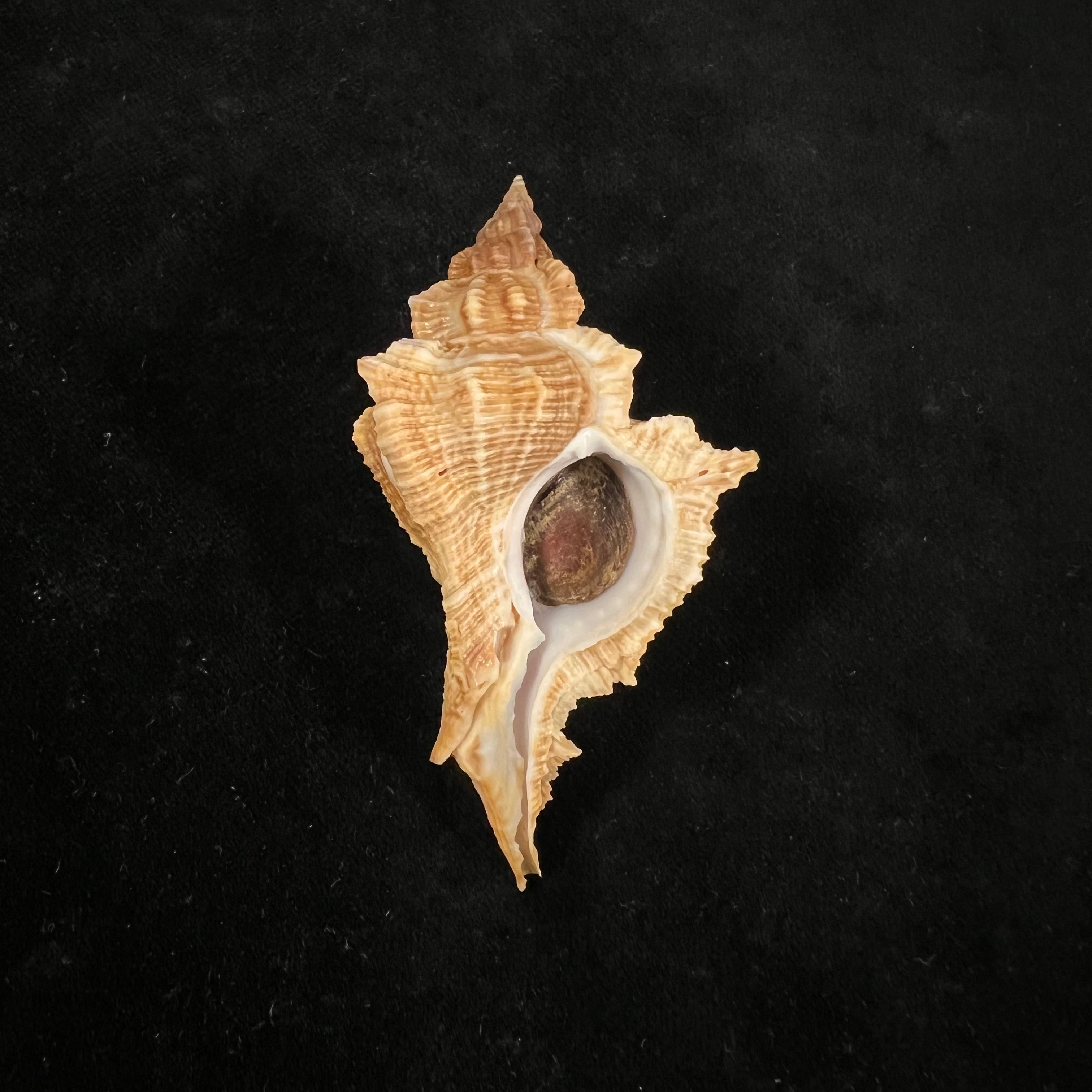 Siratus senegalensis (Gmelin, 1791) - 67,7mm