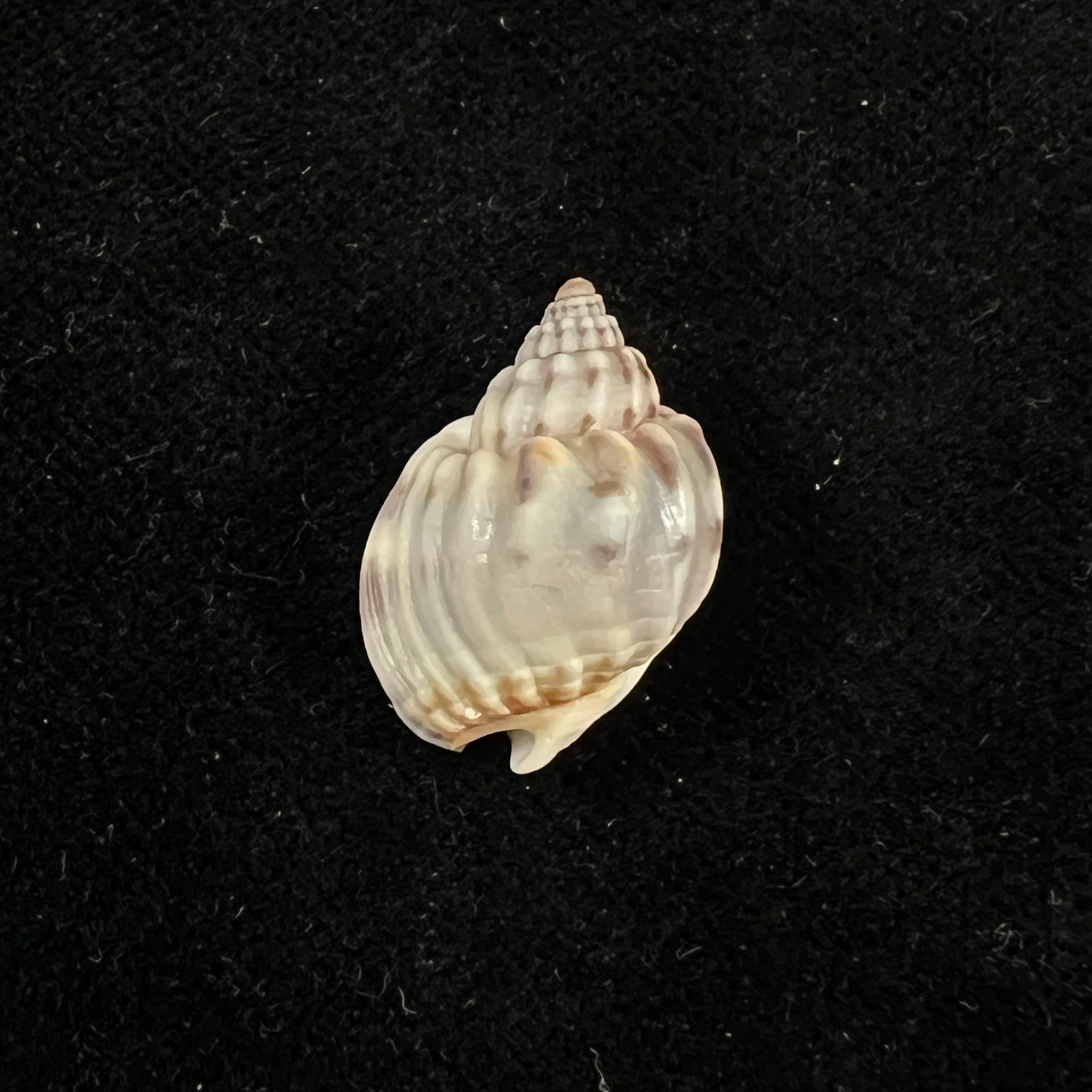 Nassarius acuticostus (Montrouzier, 1864) - 19,6毫米