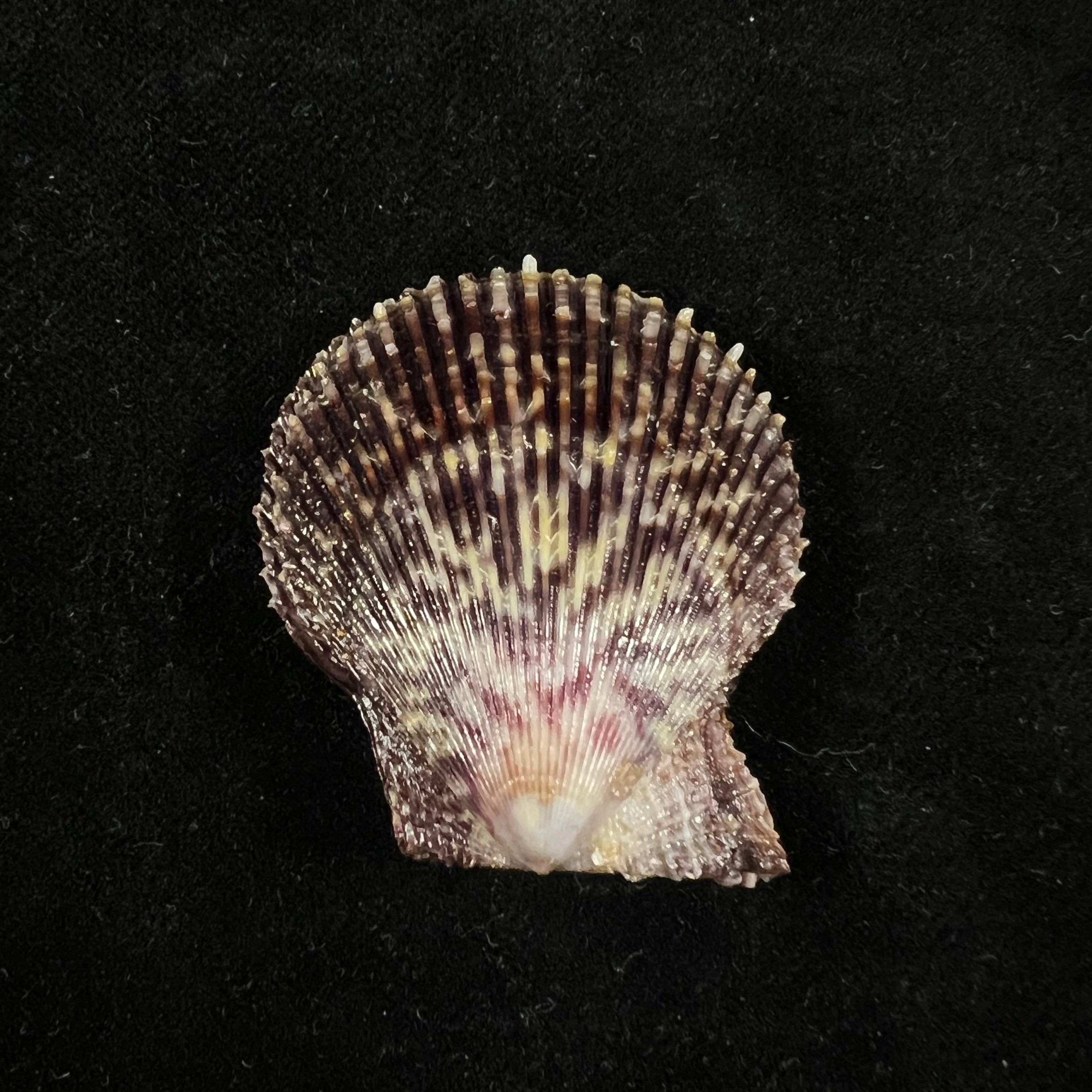 Mimachlamys varia (Linnaeus, 1758) - 40,4mm